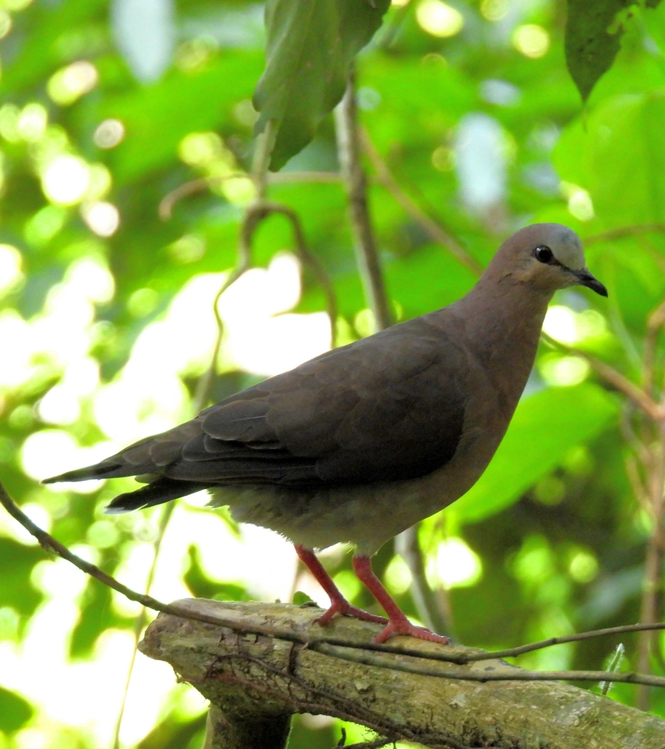Juriti-de-testa-branca (Leptotila rufaxilla), aves, fotografado em Paúba, São Sebastião
