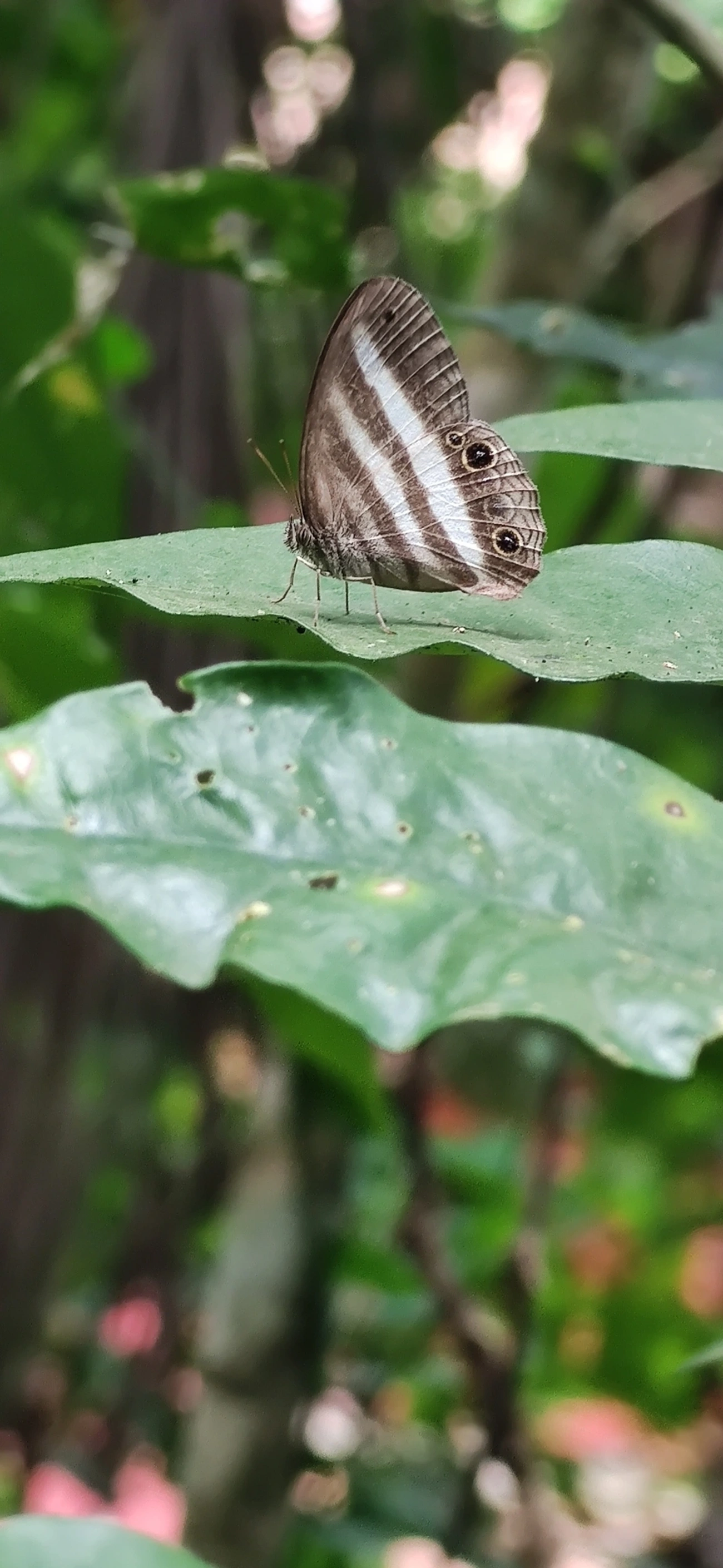 Sátiro-branco (Pareuptychia ocirrhoe), insetos, fotografado em Maresias, São Sebastião