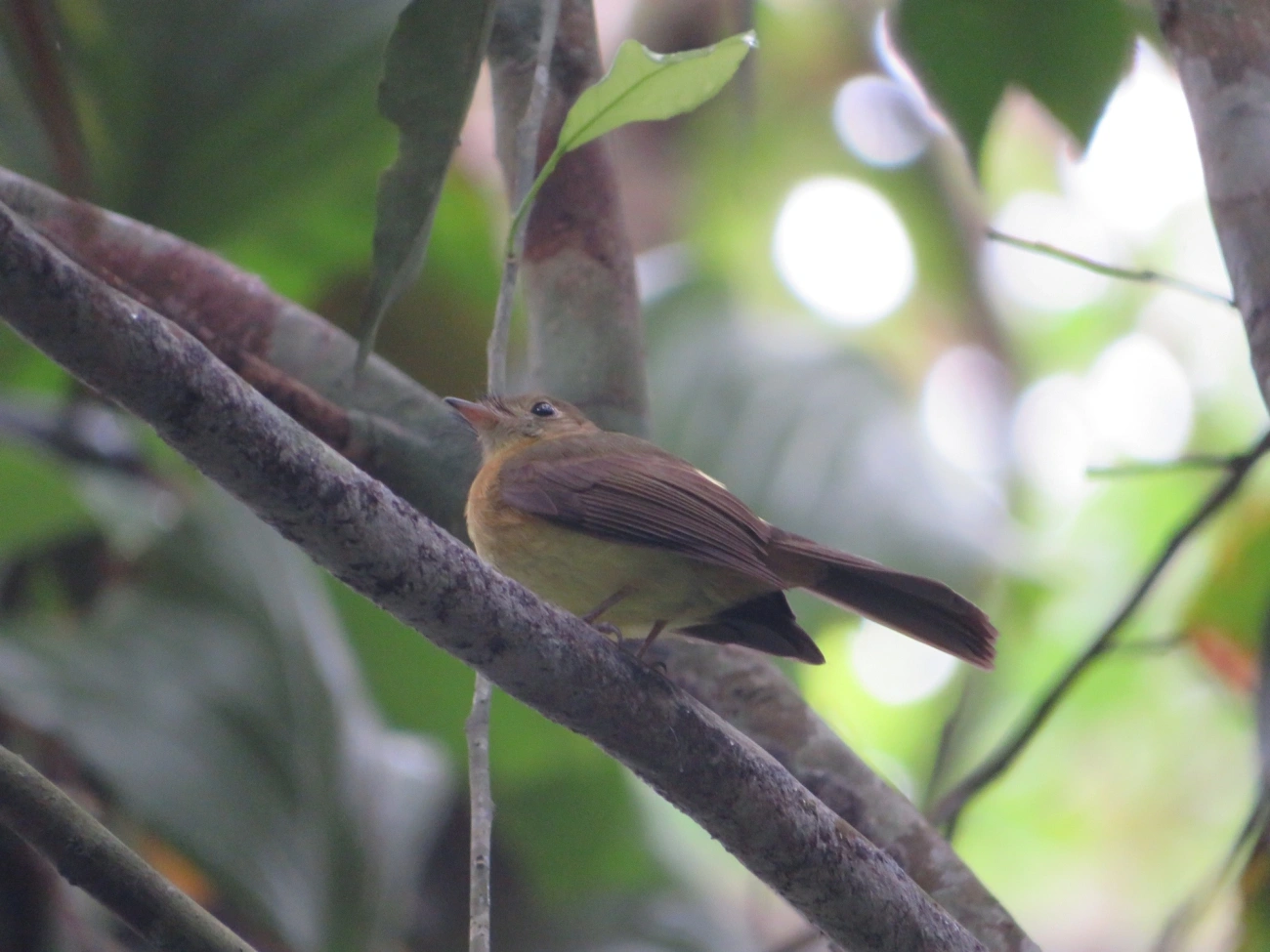 Assanhadinho (Myiobius barbatus), aves, fotografado em Maresias, São Sebastião