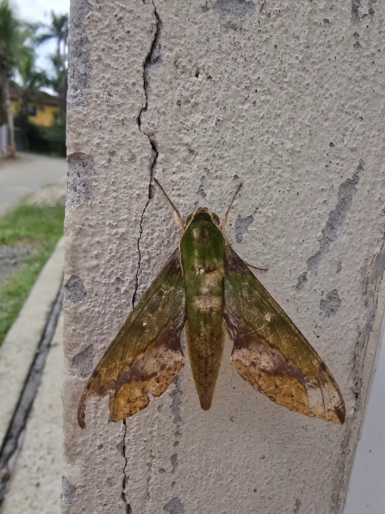 Esfinge verde (Xylophanes chiron), insetos, fotografado em Maresias, São Sebastião