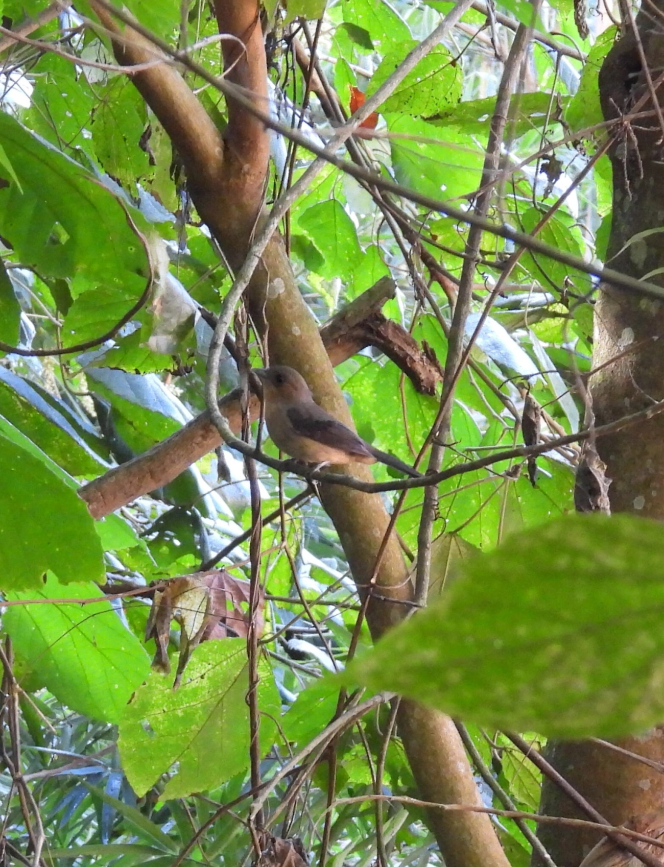 Tiê-de-topete (Trichothraupis melanops), aves, fotografado em Resende