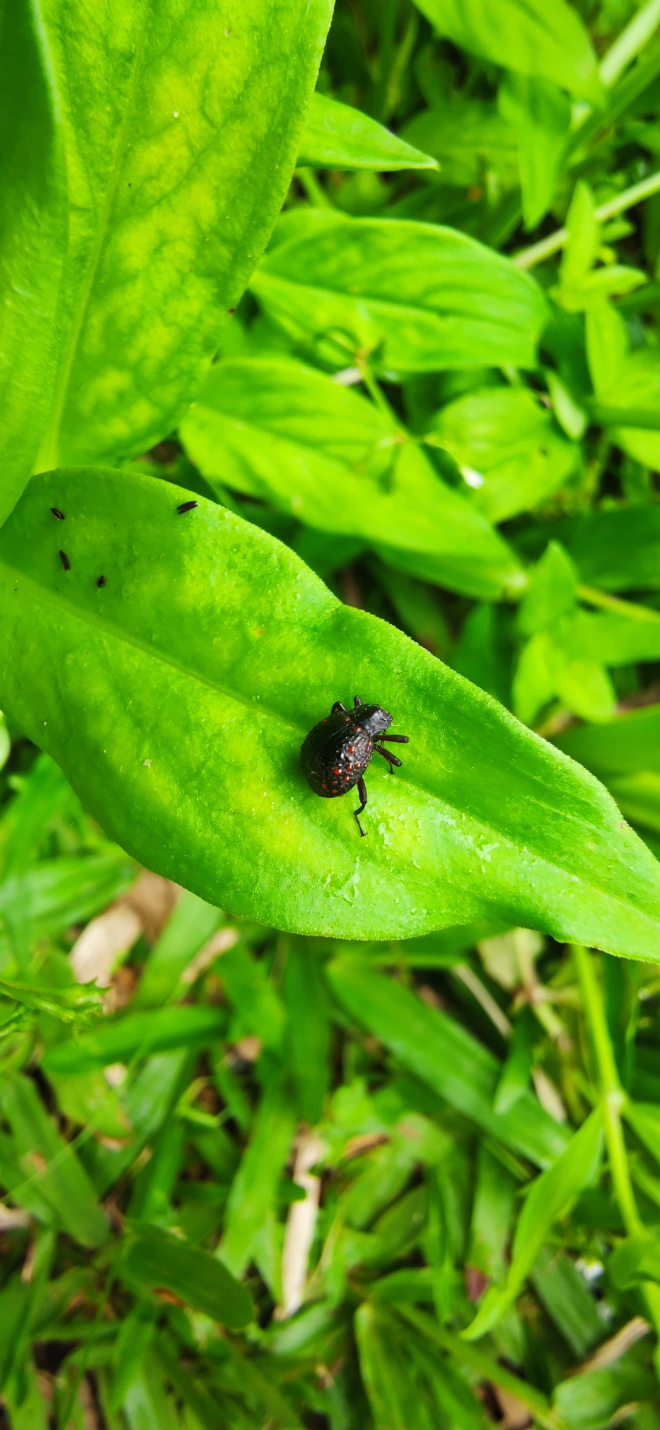Xenius corallifer, insetos, fotografado em Maresias, São Sebastião