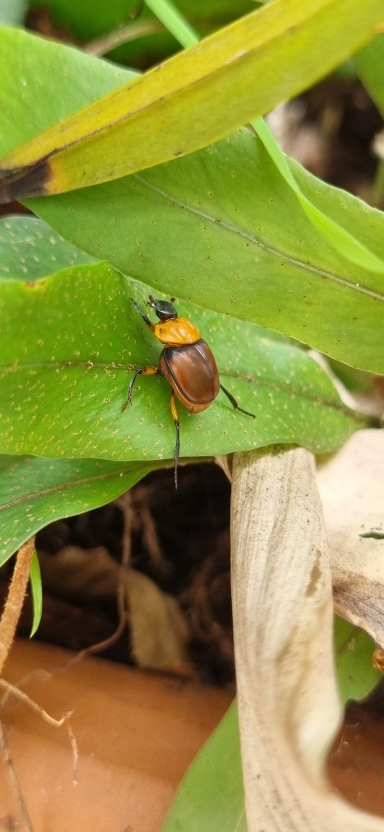 Canthon, insetos, fotografado em Maresias, São Sebastião