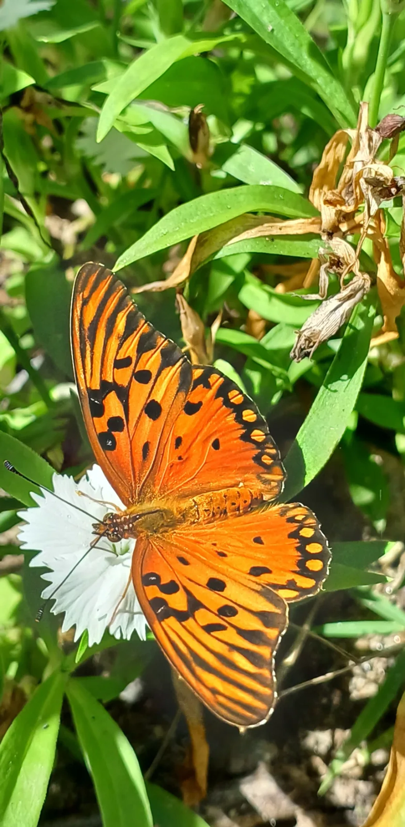 Borboleta-paixão (Dione vanillae), insetos, fotografado em Maresias, São Sebastião