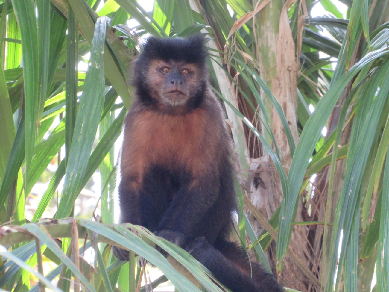 Macaco-prego-preto (Sapajus nigritus), mamíferos, fotografado em São Sebastião