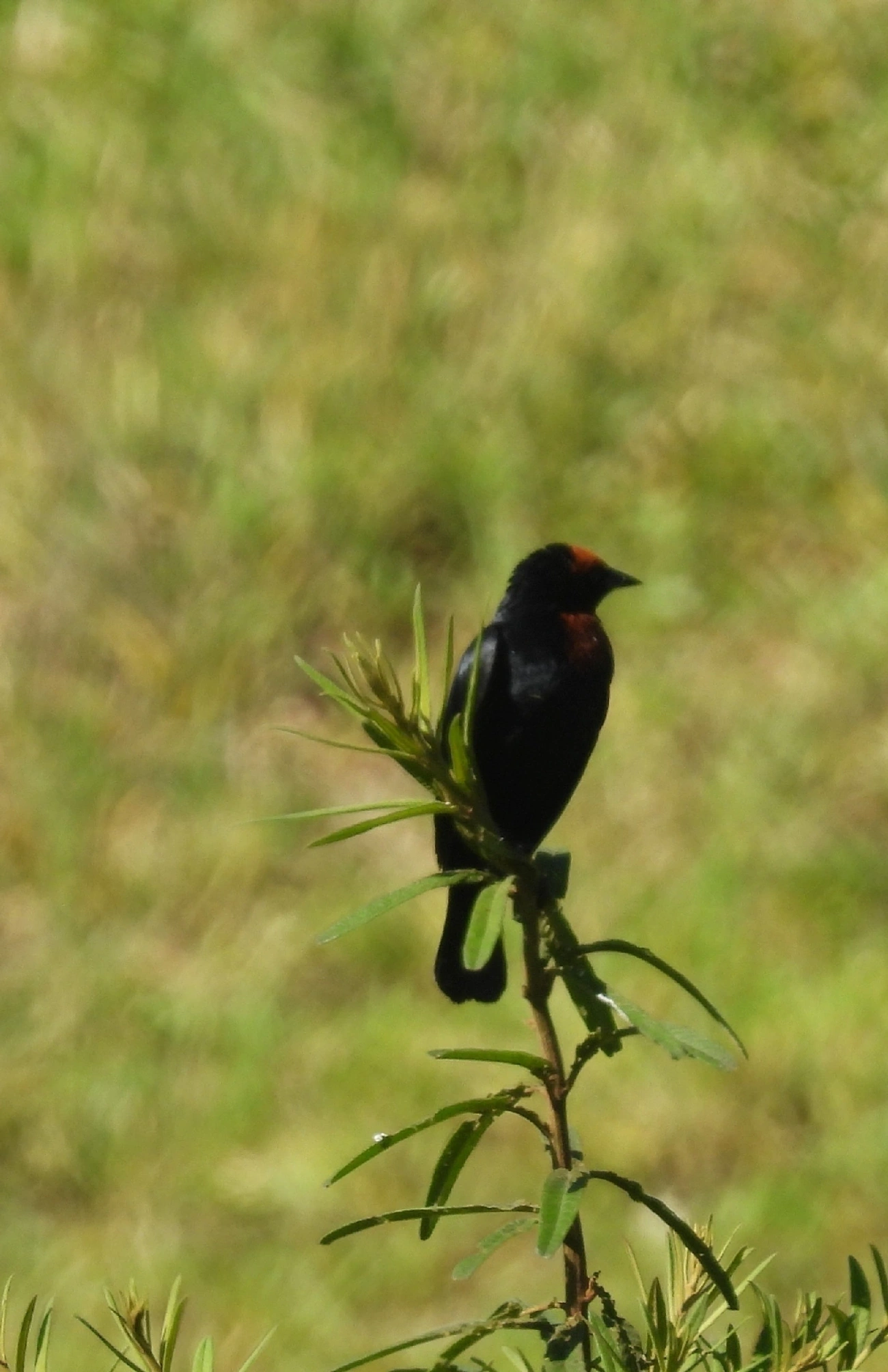 Garibaldi (Chrysomus ruficapillus), aves, fotografado em Queluz