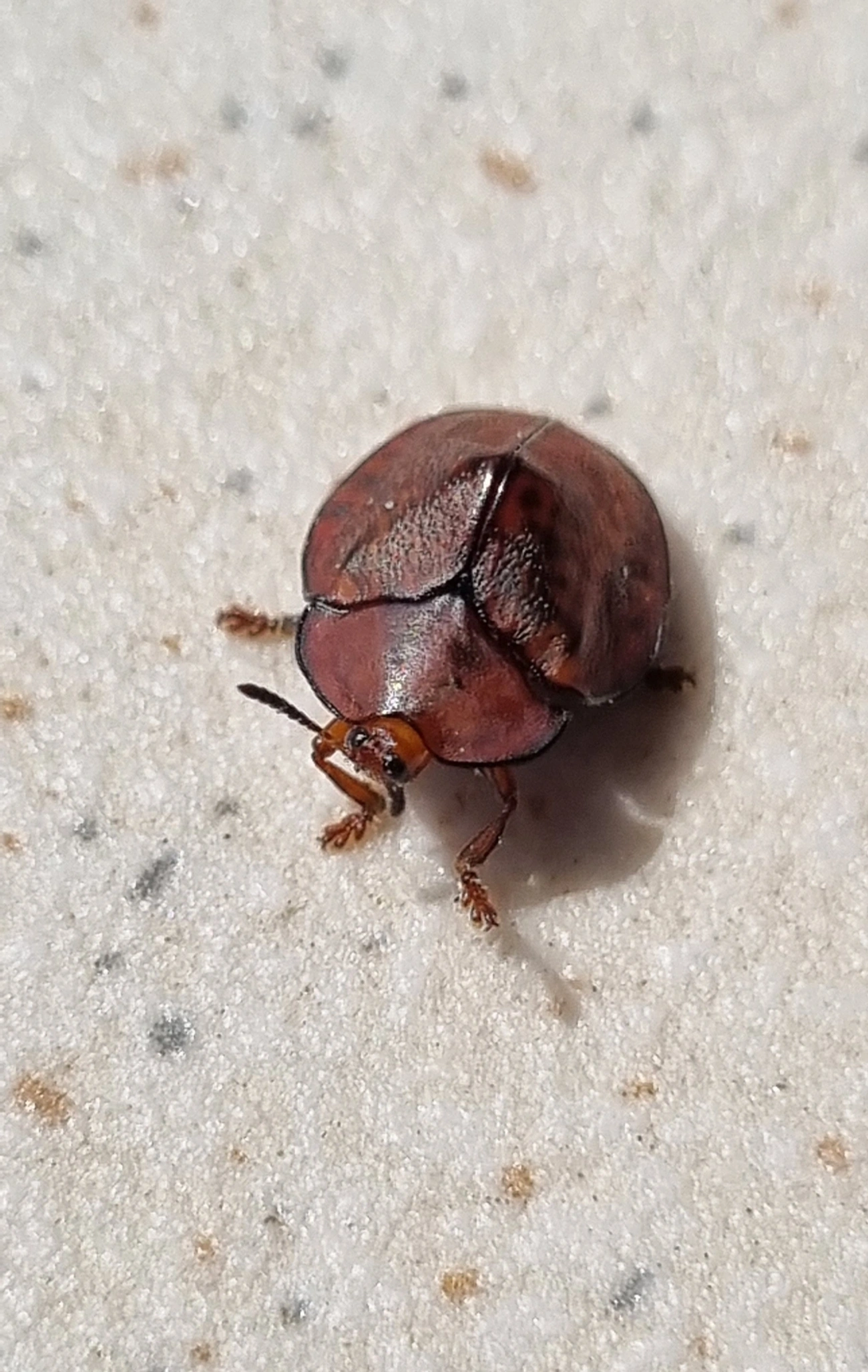Chelymorpha, insetos, fotografado em Maresias, São Sebastião
