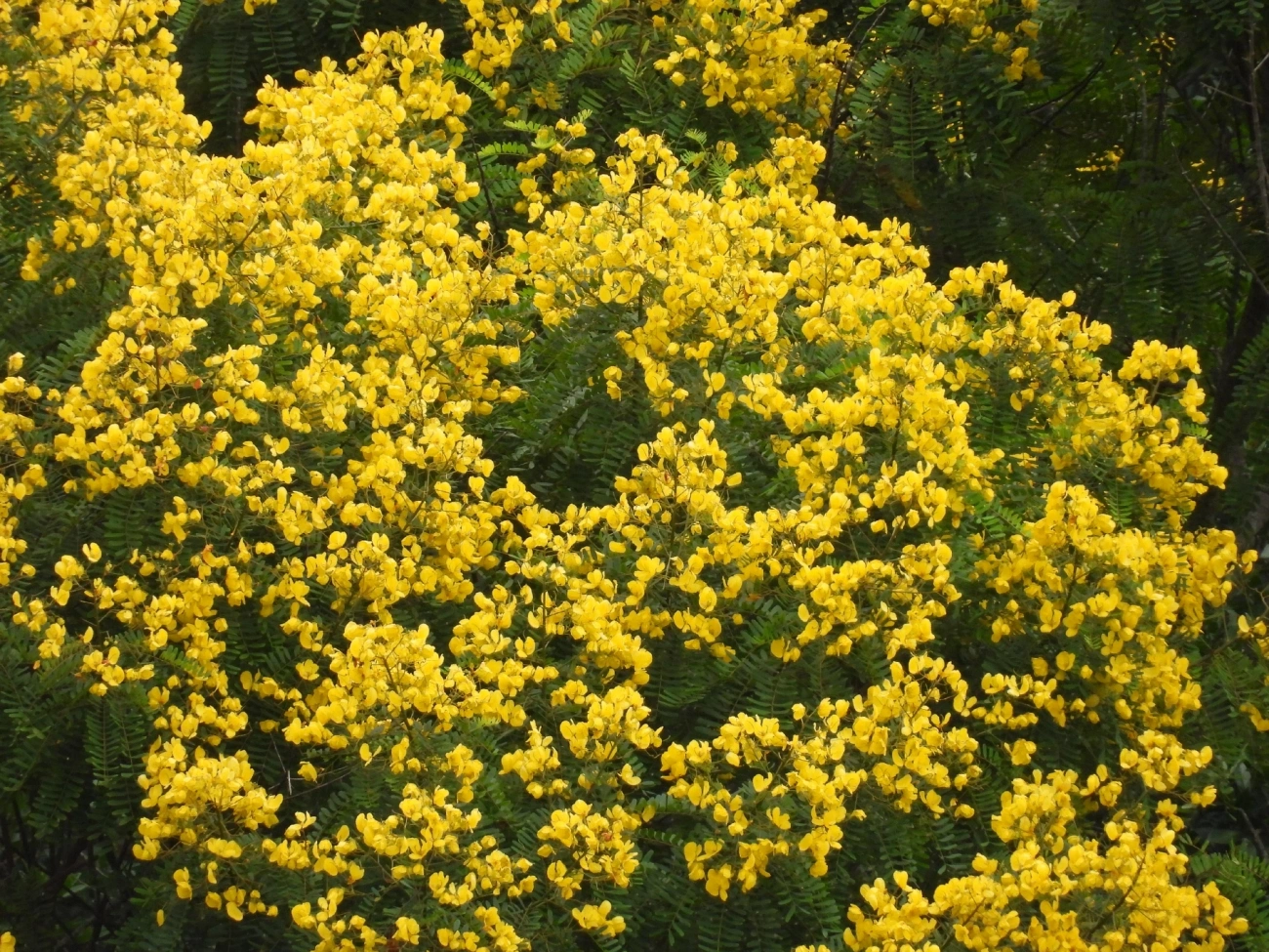 Pau-cigarra (Senna multijuga), plantas, fotografado em Indaiá, Caraguatatuba