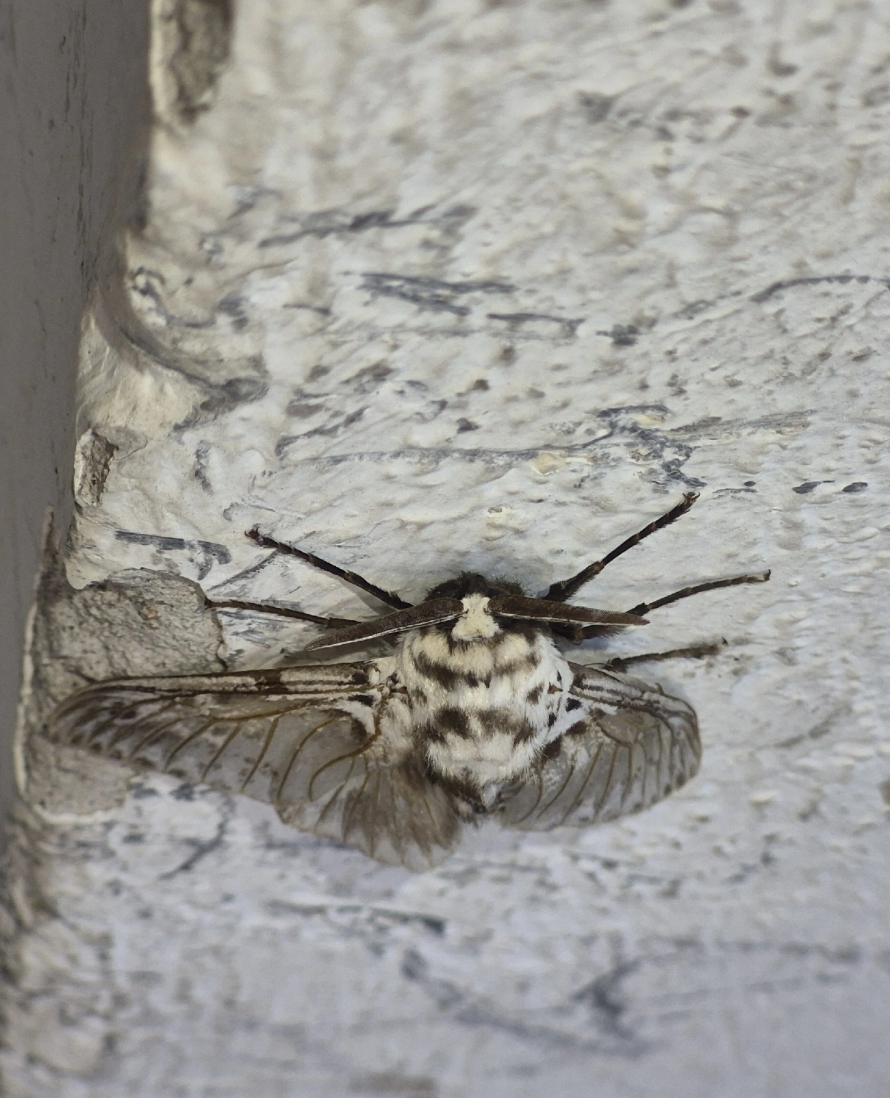 Taturana (lagarta) (Podalia orsilochus), insetos, fotografado em Maresias, São Sebastião