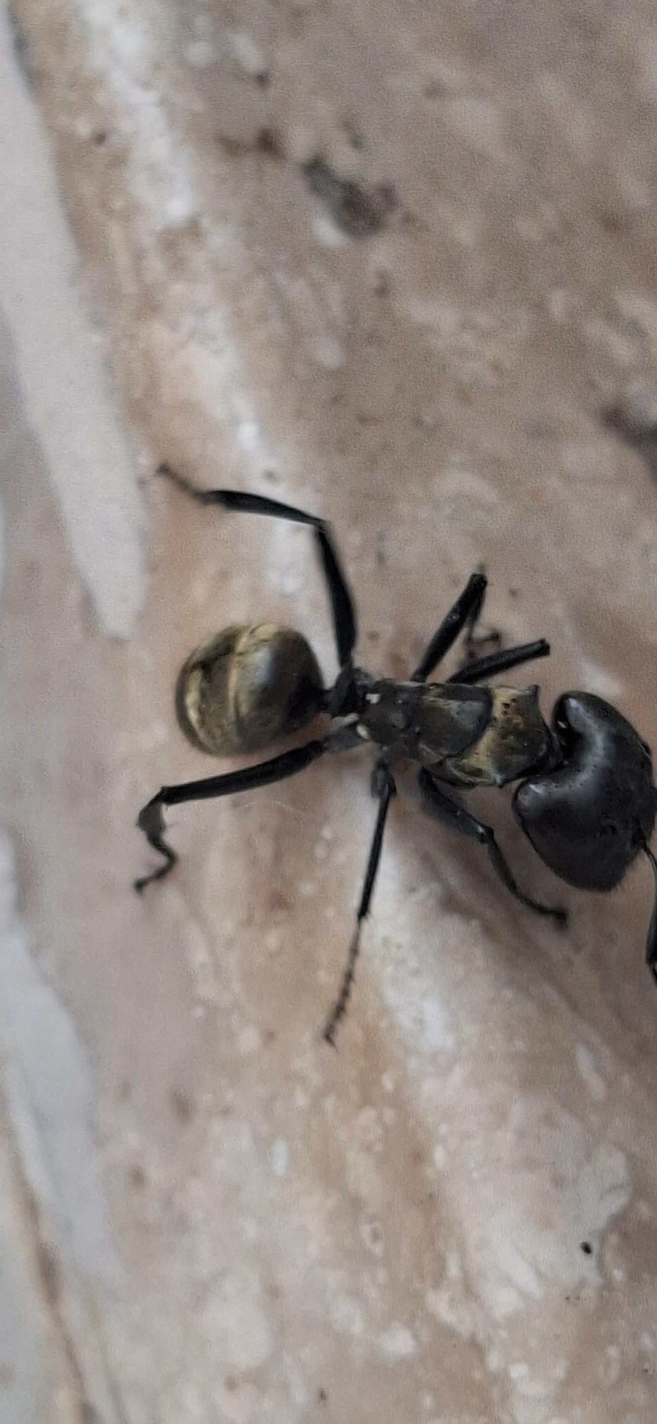 Formiga-dourada (Camponotus sericeiventris), insetos, fotografado em Maresias, São Sebastião