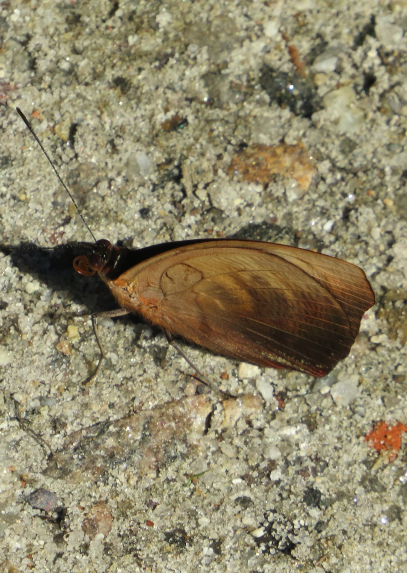 Bandeira-azulada (Catonephele numilia), insetos, fotografado em Maresias, São Sebastião