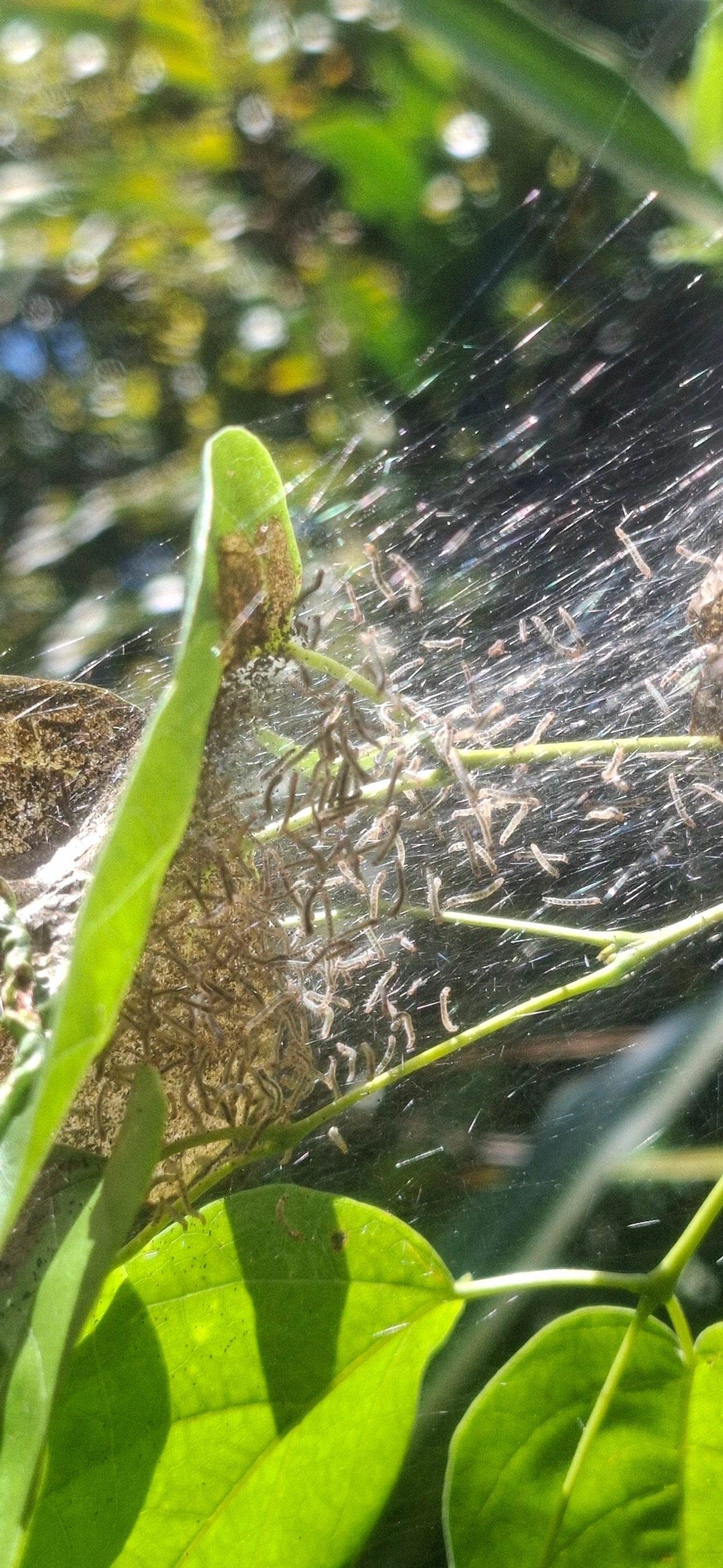 Insetos alados (Pterygota), insetos, fotografado em Maresias, São Sebastião