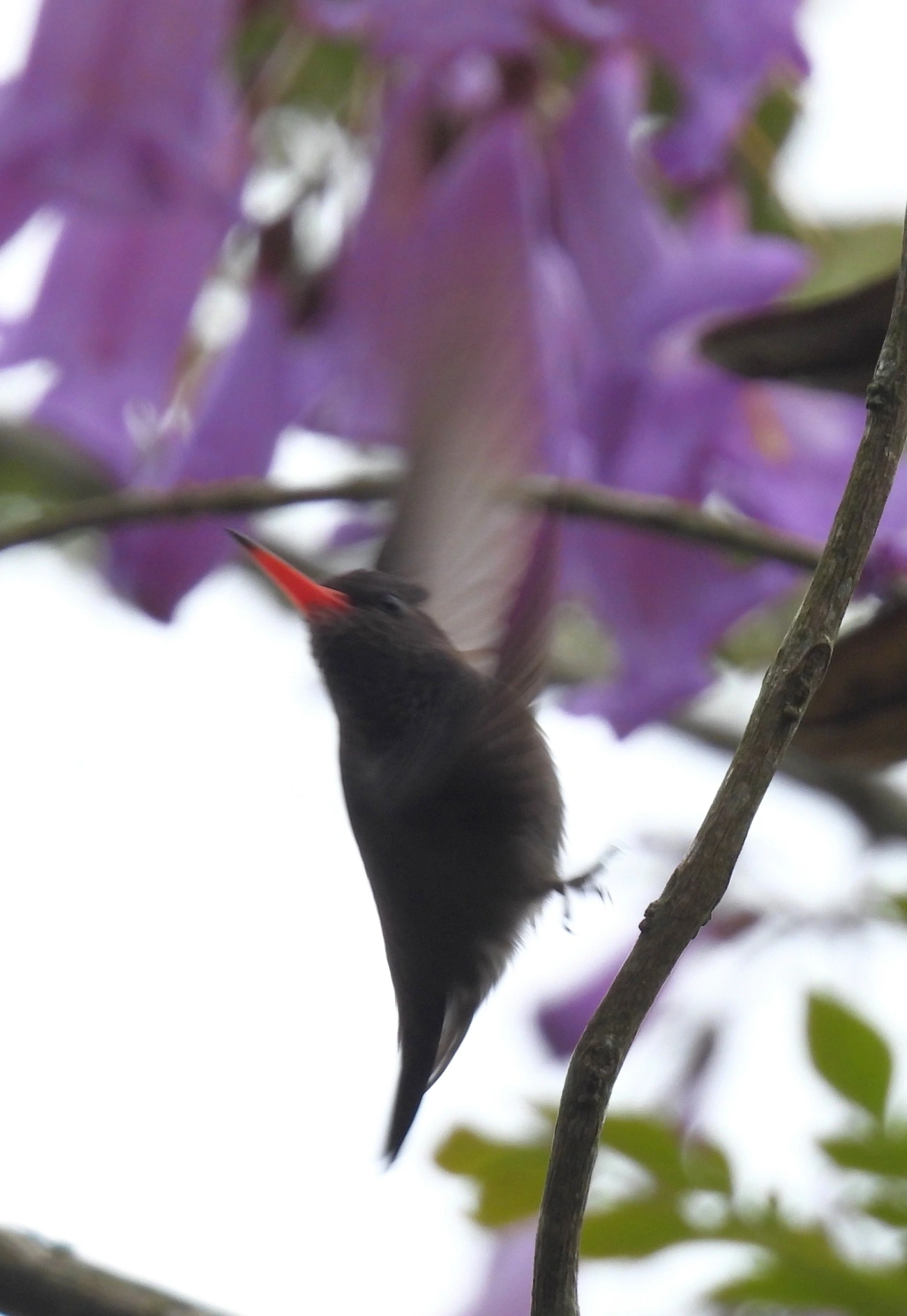 Beija-flor-roxo (Chlorestes cyanus), aves, fotografado em São Sebastião