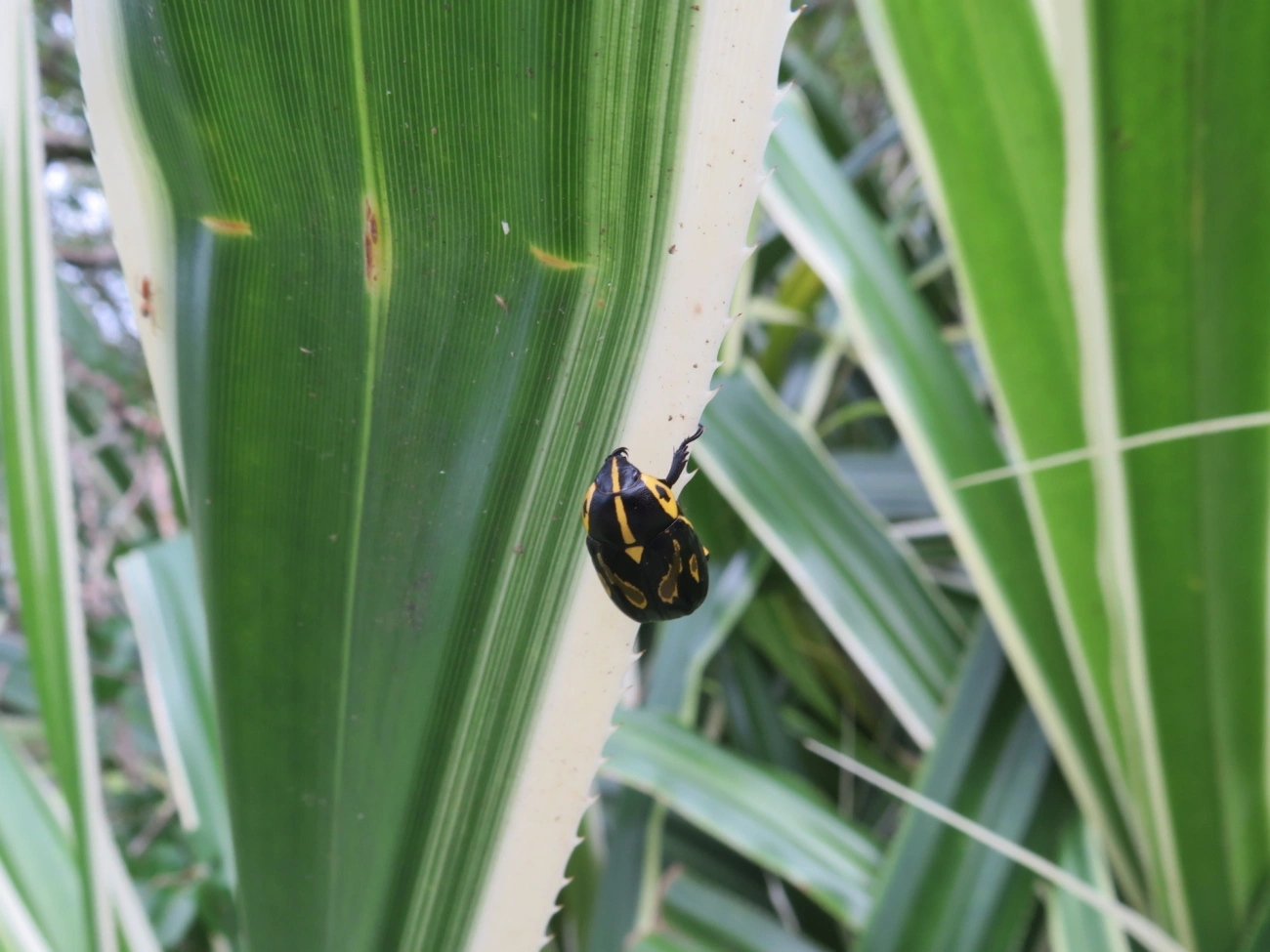 Besouro-da-Roseira (Rutela lineola), insetos, fotografado em Maresias, São Sebastião