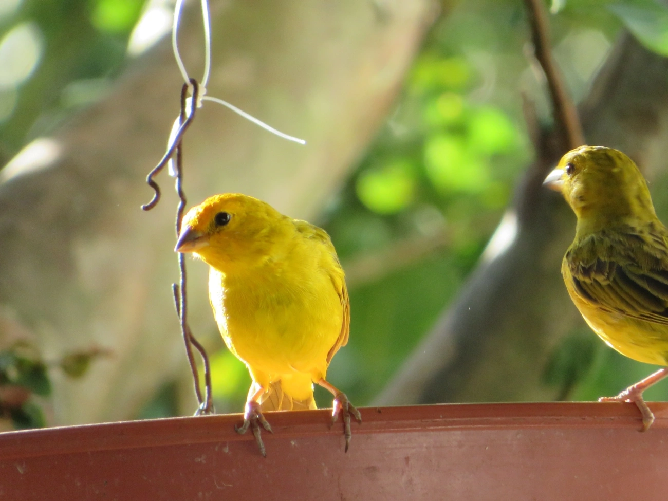 Canário-da-terra-verdadeiro (Sicalis flaveola), aves, fotografado em Maresias, São Sebastião
