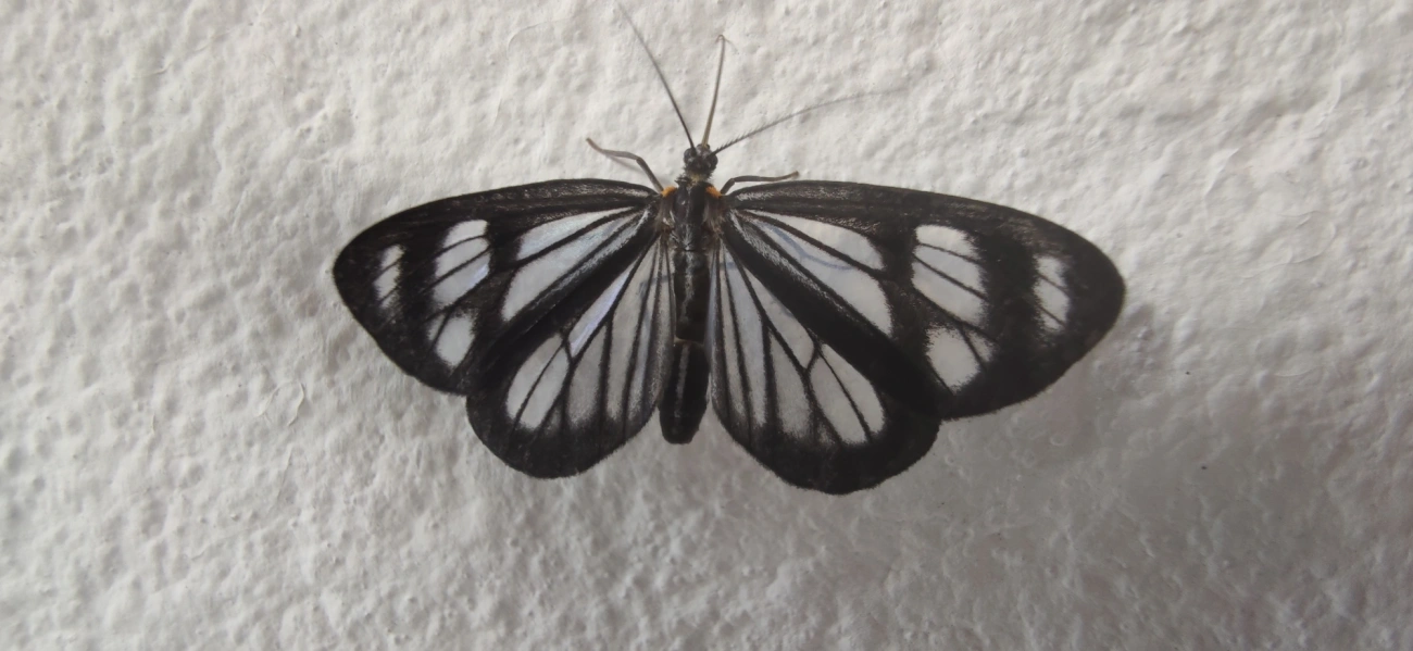 Dioptis restricta, insetos, fotografado em Maresias, São Sebastião