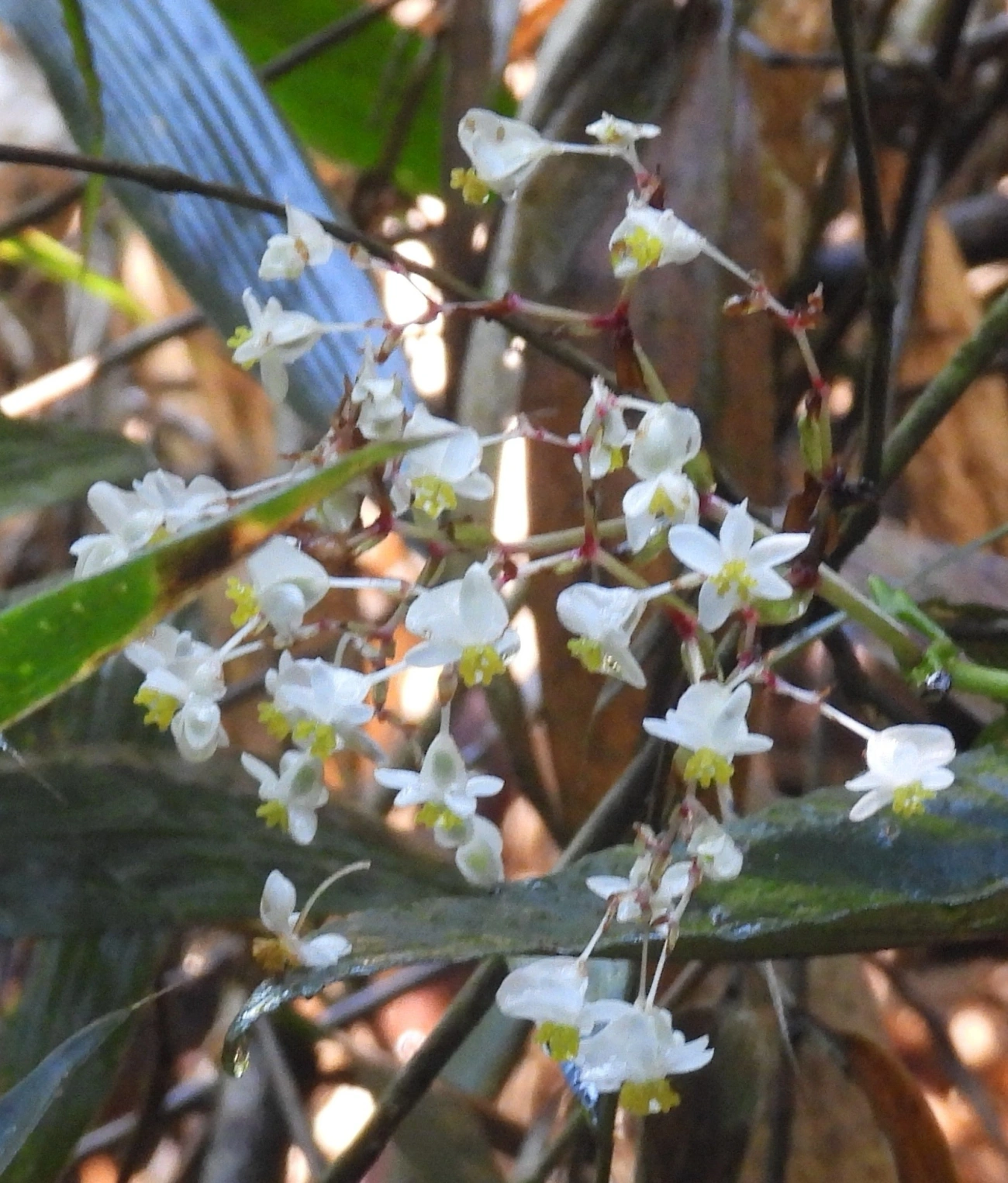 Begônias (Begonia), plantas, fotografado em Queluz