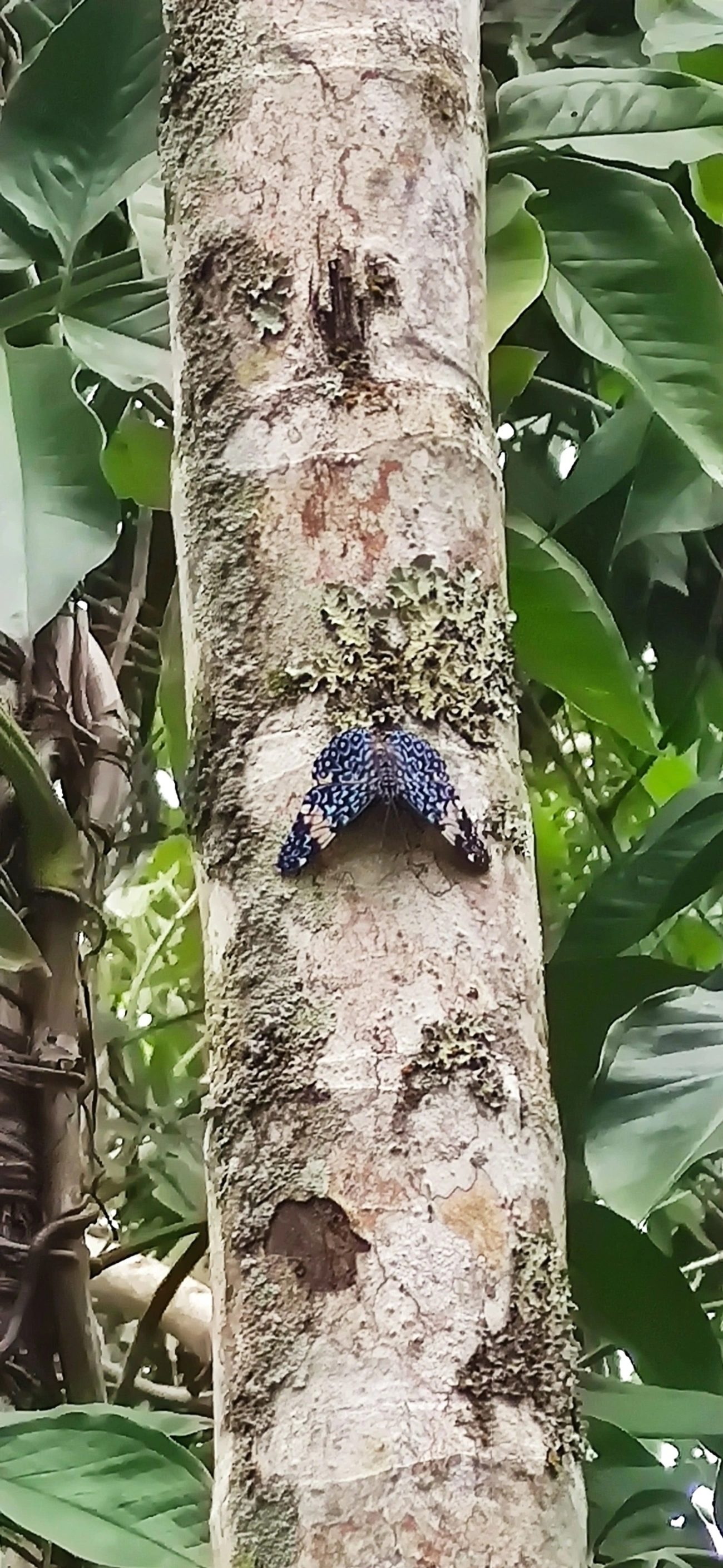 Assenta-pau (Hamadryas amphinome), insetos, fotografado em Maresias, São Sebastião