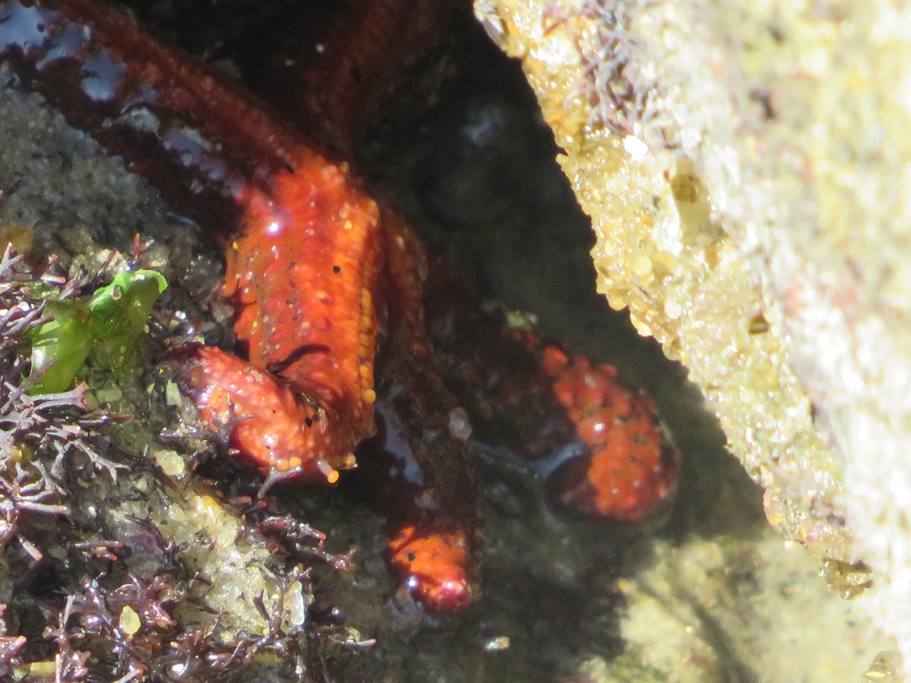 Estrela-vermelha-brasileira (Echinaster brasiliensis), equinodermos, fotografado em Maresias, São Sebastião