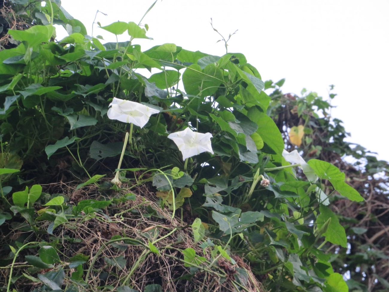 Flor-da-lua (Ipomoea alba), plantas, fotografado em Maresias, São Sebastião