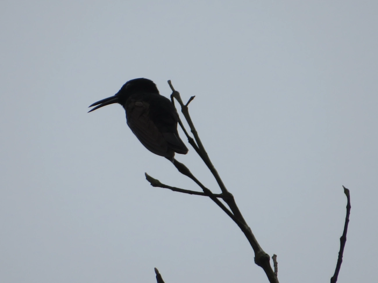 Beija-flor-preto (Florisuga fusca), aves, fotografado em Maresias, São Sebastião