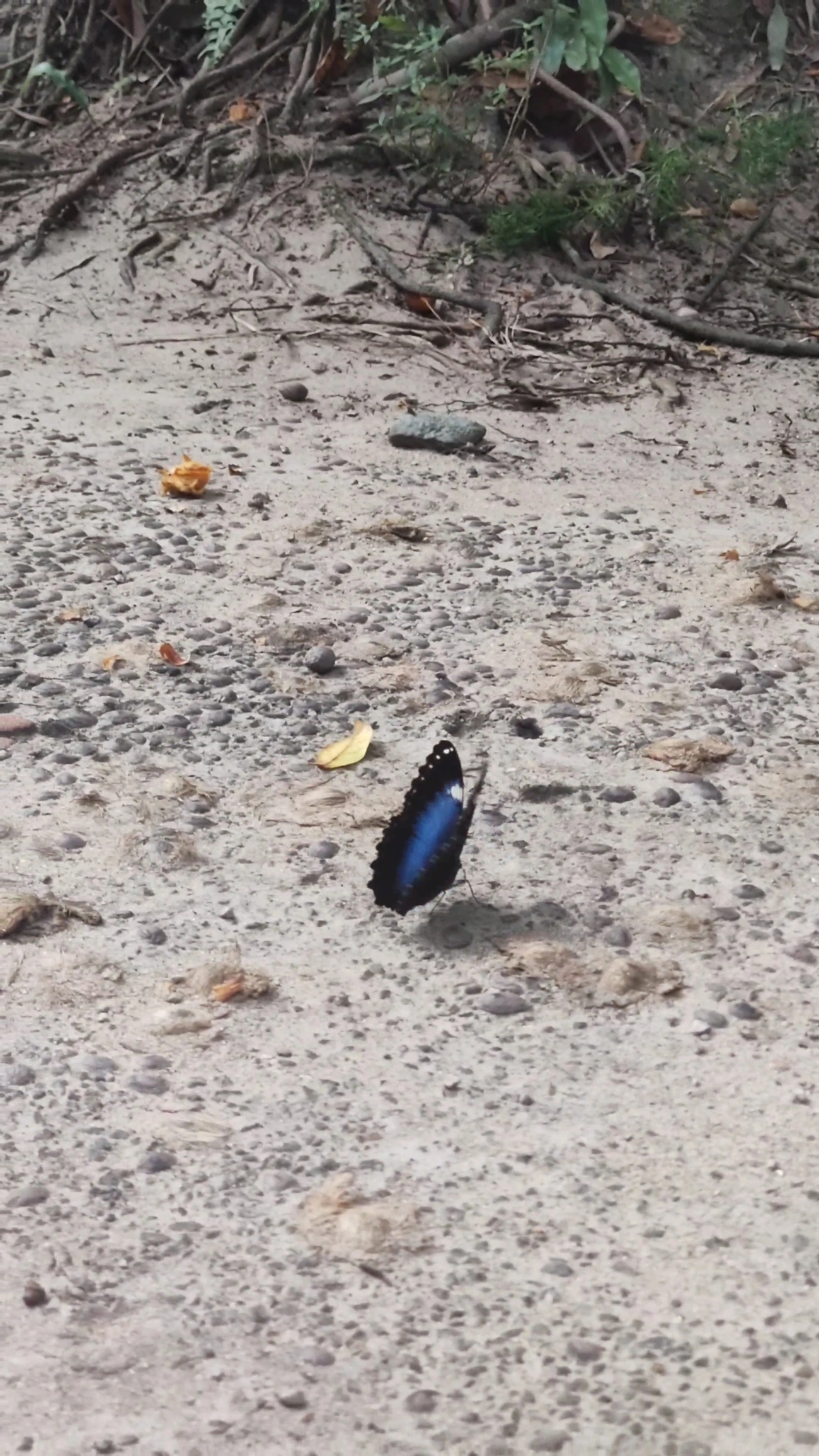 Capitão-do-mato (Morpho helenor), insetos, fotografado em Maresias, São Sebastião