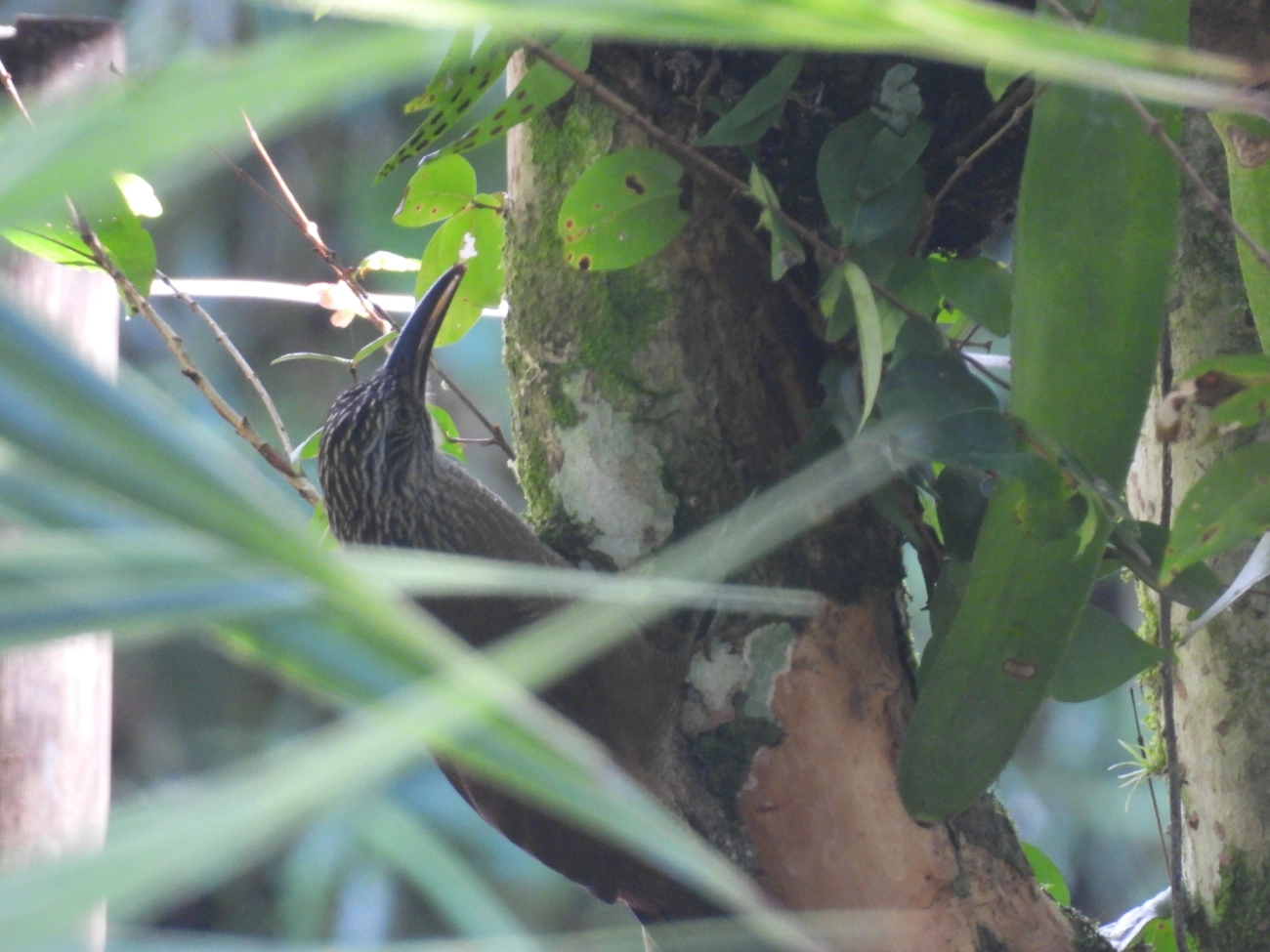 Arapaçu-de-garganta-branca (Xiphocolaptes albicollis), aves, fotografado em Maresias, São Sebastião