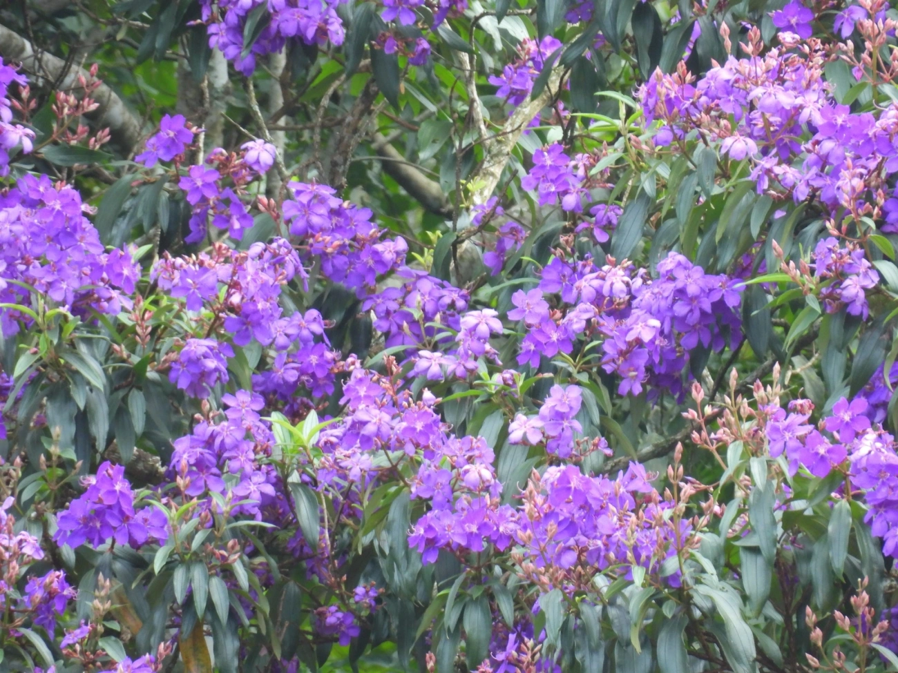 Quaresmeira (Pleroma granulosum), plantas, fotografado em Maresias, São Sebastião