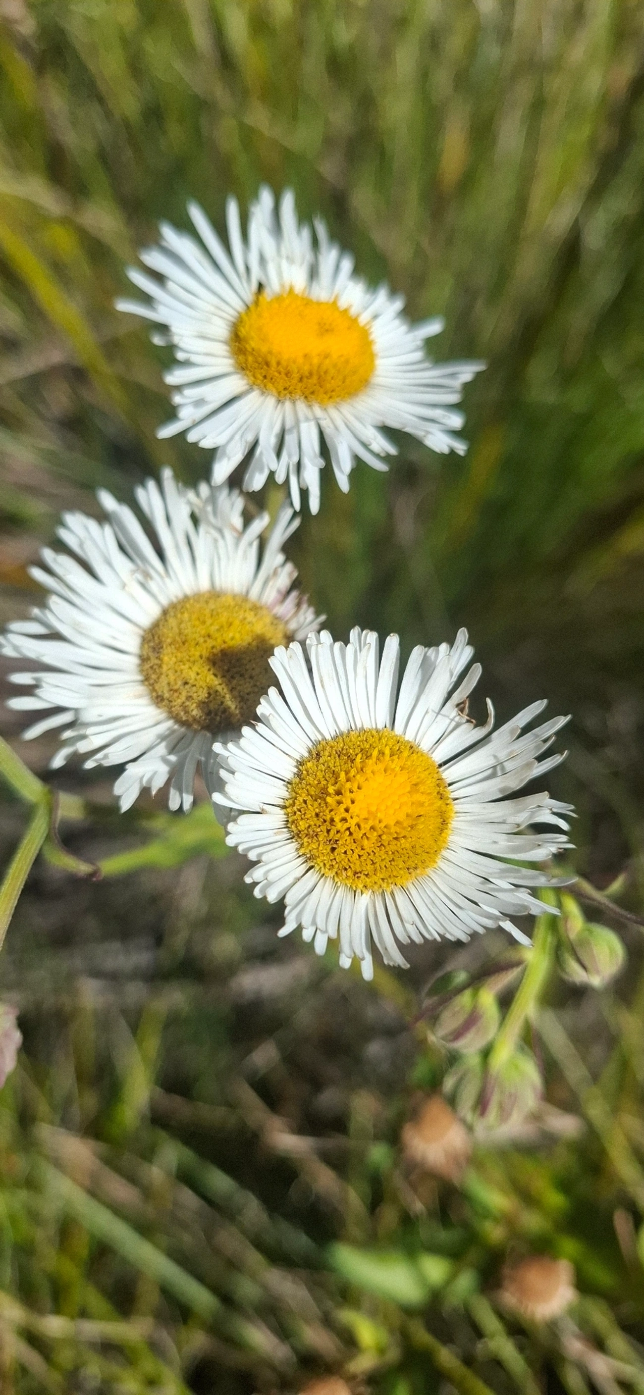 Margaridão-do-banhado (Leptostelma maximum), plantas, fotografado em Engenheiro Passos