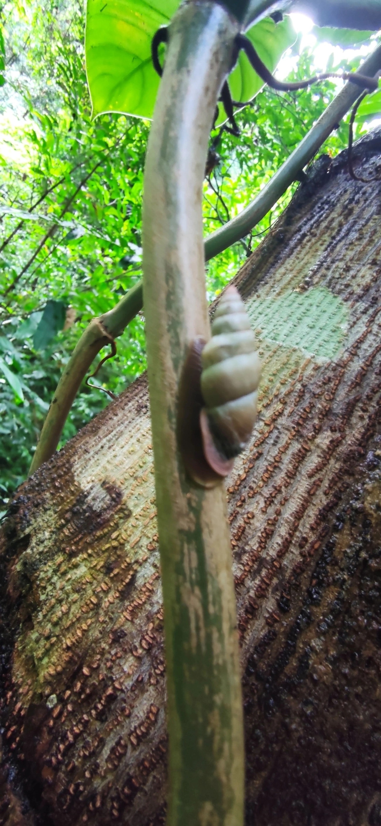 Bahiensis punctatissimus, moluscos, fotografado em Maresias, São Sebastião