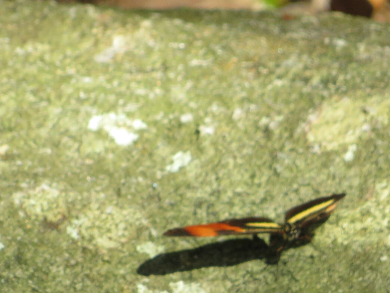 Falsa-erato (Eresia lansdorfi), insetos, fotografado em Maresias, São Sebastião