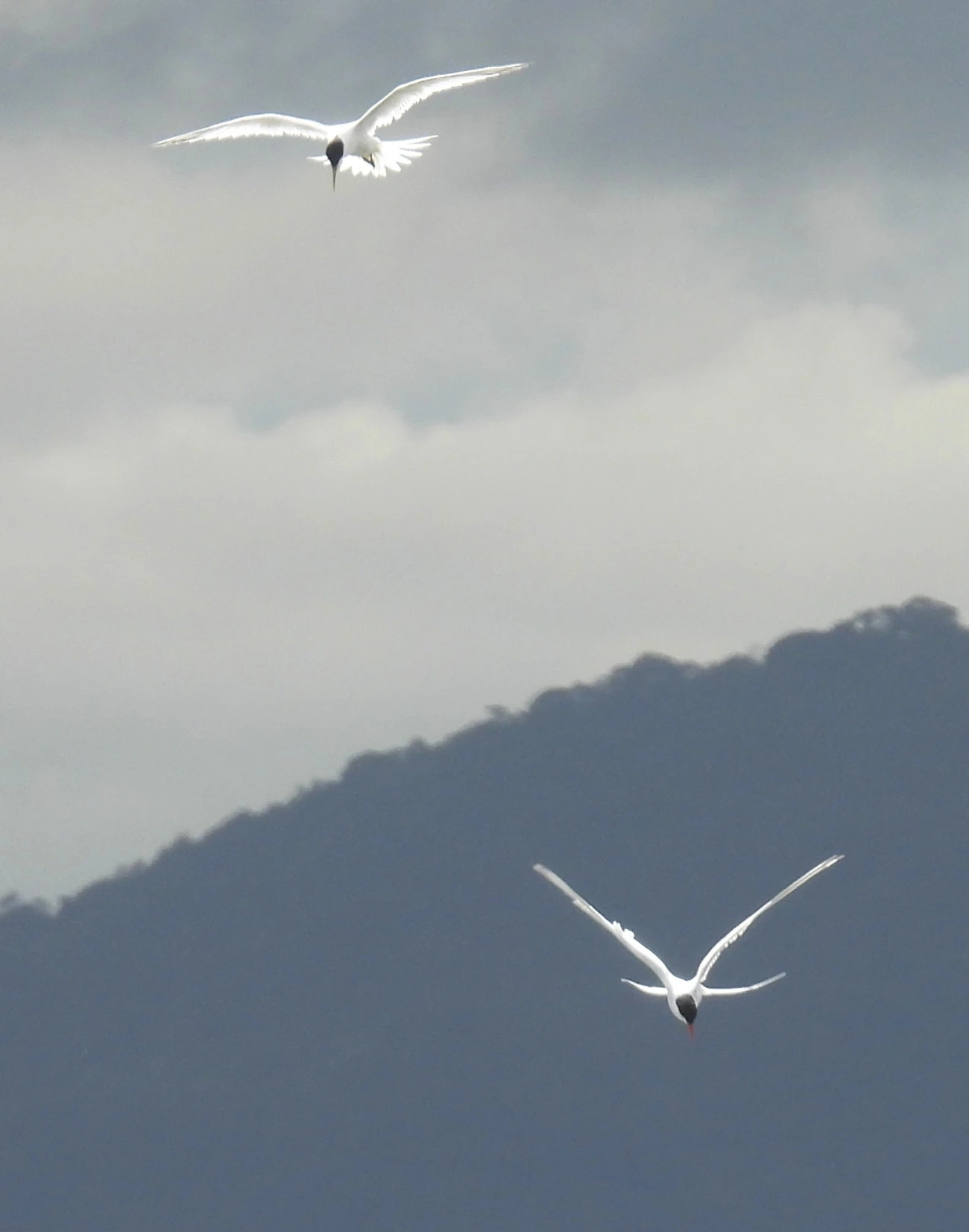 Trinta-réis-de-bico-vermelho (Sterna hirundinacea), aves, fotografado em Centro, São Sebastião
