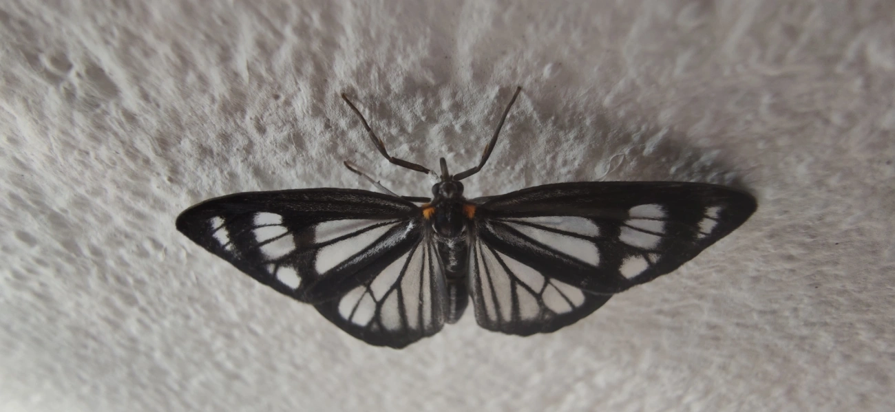Dioptis restricta, insetos, fotografado em Maresias, São Sebastião