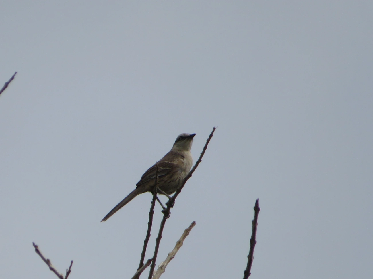 Sabiá-do-campo (Mimus saturninus), aves, fotografado em Maresias, São Sebastião