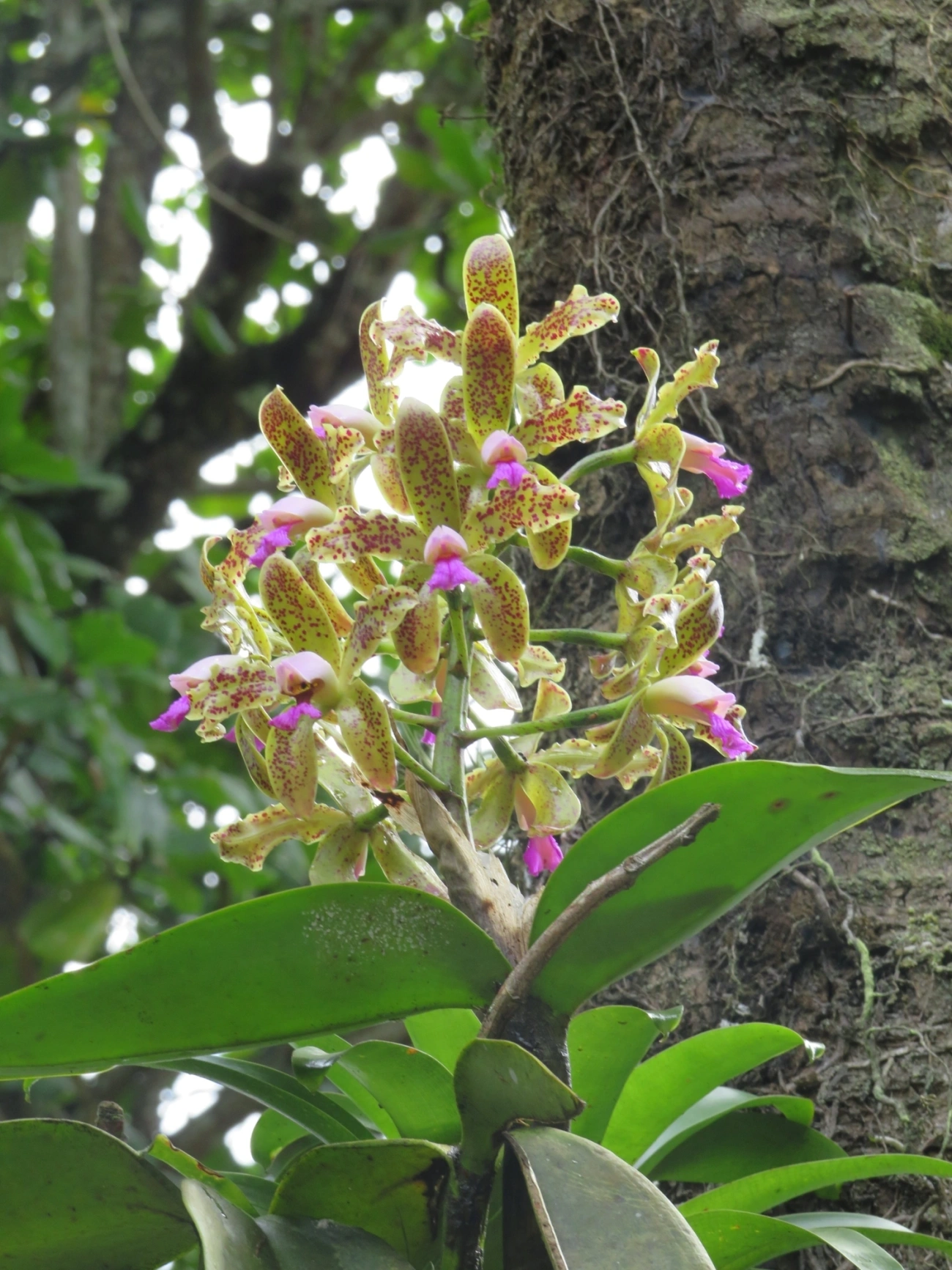 Catleia-gutata (Cattleya guttata), plantas, fotografado em São Sebastião