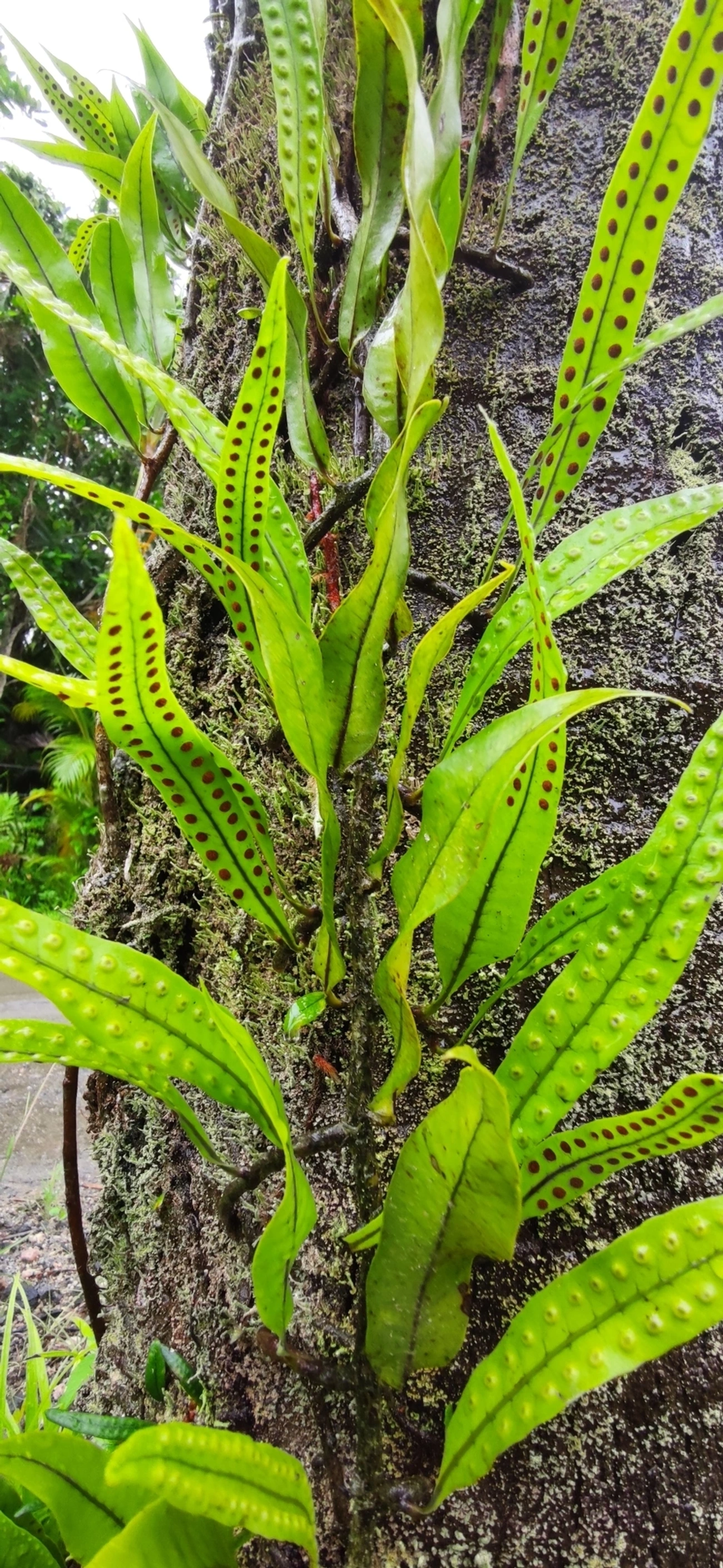 Pleopeltis macrocarpa, plantas, fotografado em Maresias, São Sebastião