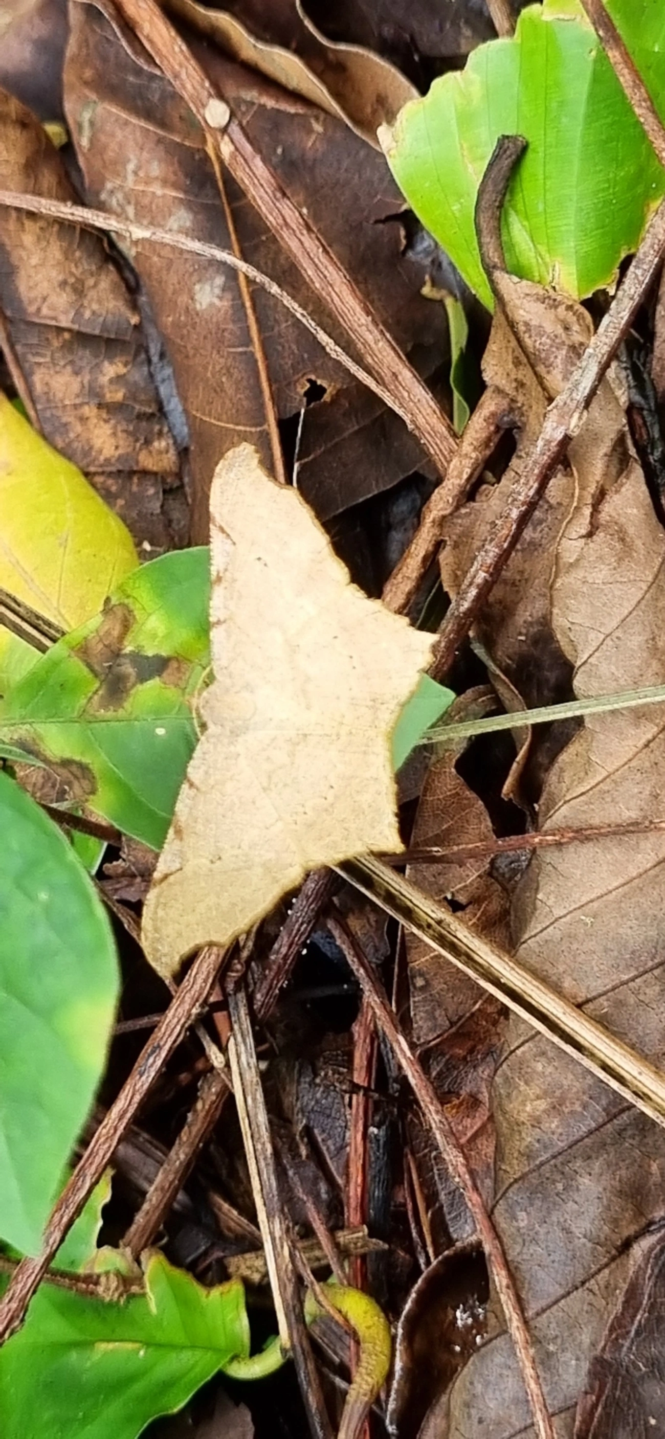 Ennominae, insetos, fotografado em Paúba, São Sebastião