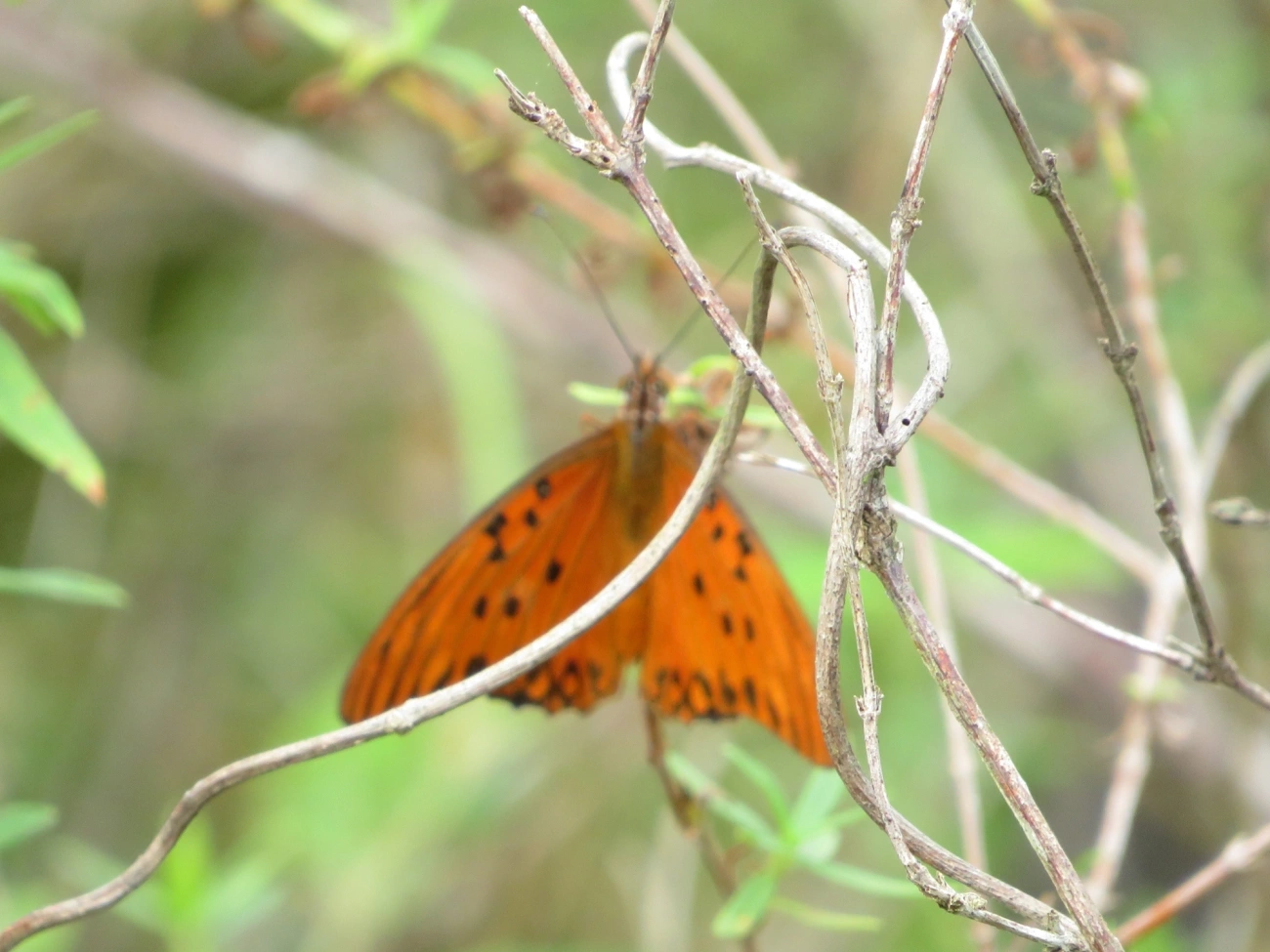 Borboleta-paixão (Dione vanillae), insetos, fotografado em Maresias, São Sebastião