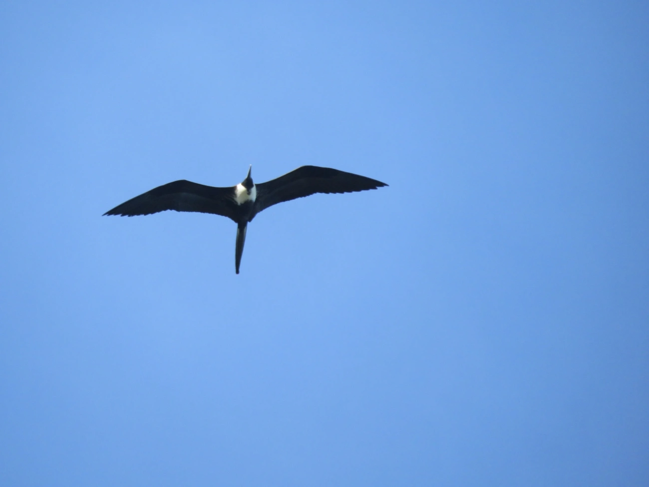 Fragata-comum (Fregata magnificens), aves, fotografado em Maresias, São Sebastião