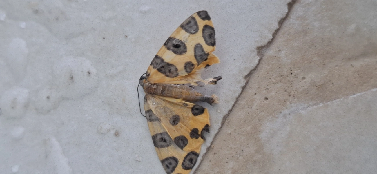 Mariposas-Leopardo (Pantherodes), insetos, fotografado em Amparo