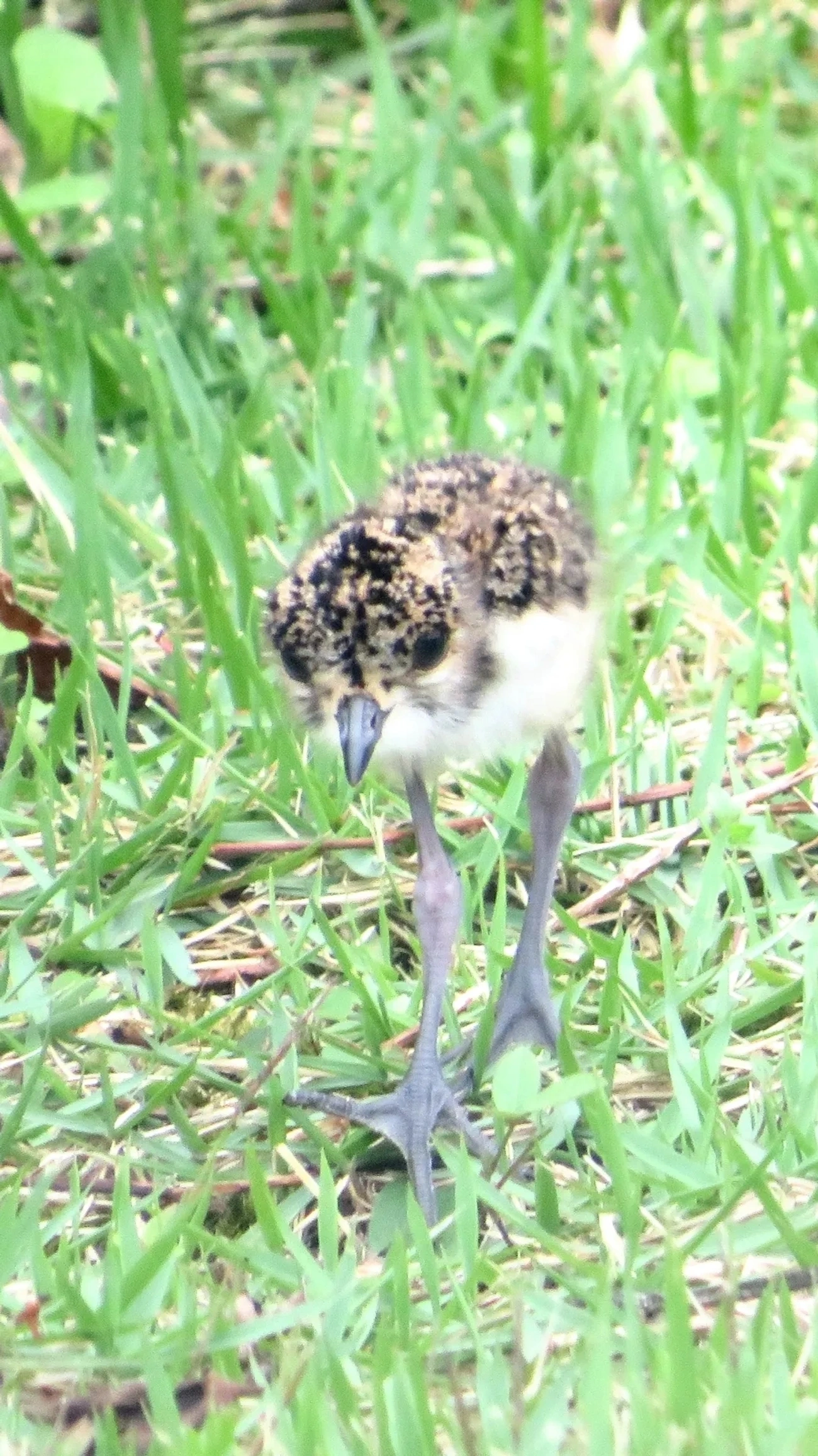 Quero-quero (Vanellus chilensis), aves, fotografado em Maresias, São Sebastião