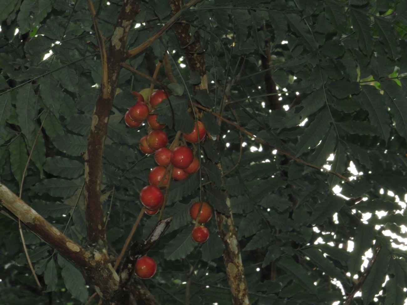 Canjerana (Cabralea canjerana), plantas, fotografado em Maresias, São Sebastião
