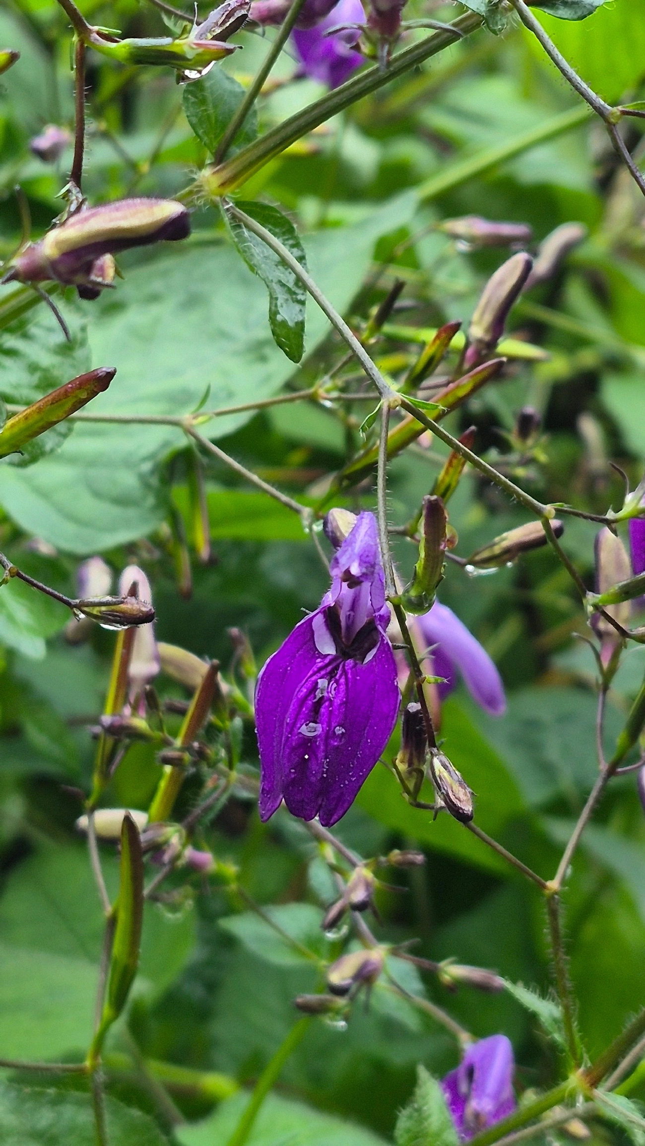 Fia-de-mina-grande (Brillantaisia lamium), plantas, fotografado em Maresias, São Sebastião