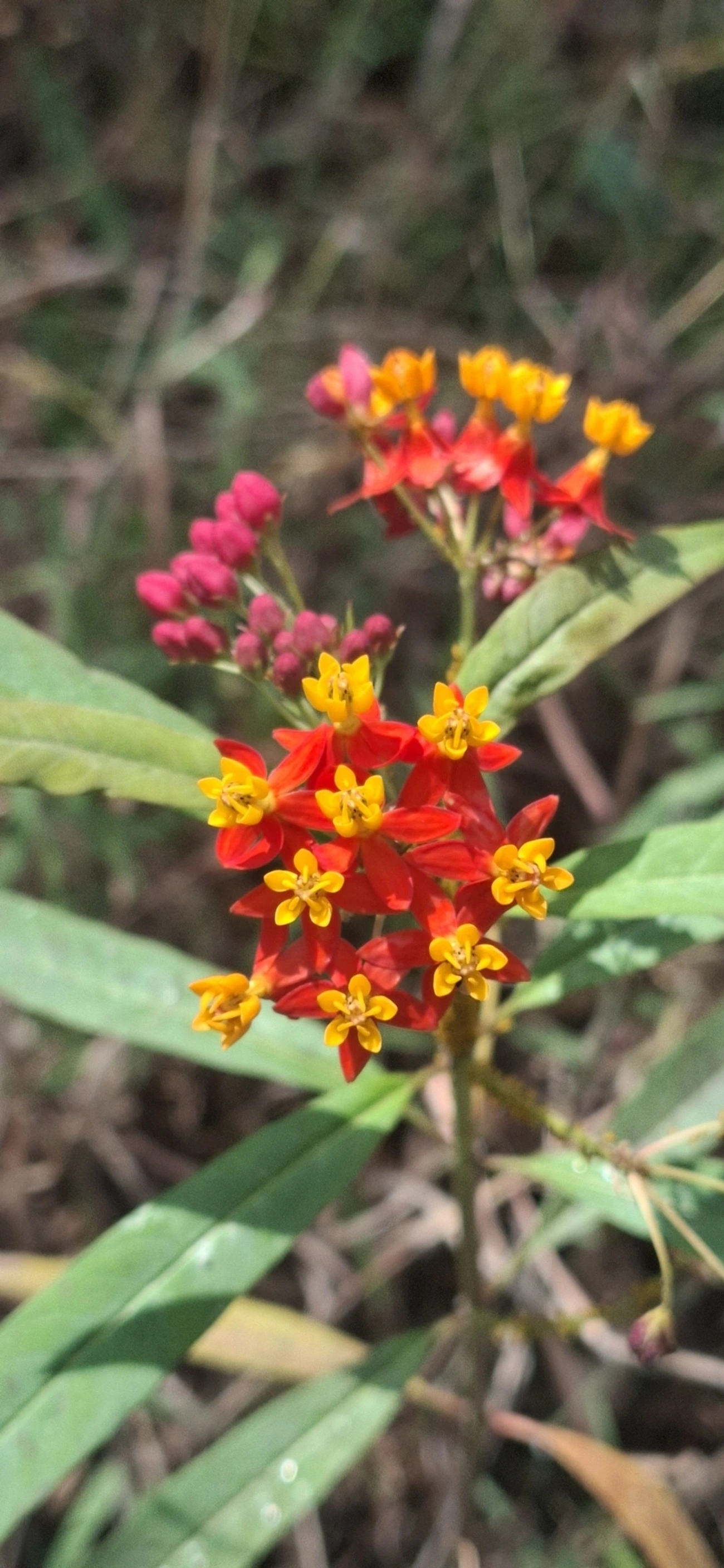 Oficial-de-sala (Asclepias curassavica), plantas, fotografado em Itamonte