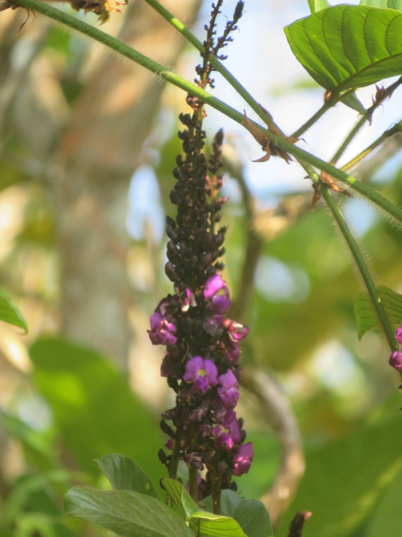 Macropsychanthus wilsonii, plantas, fotografado em Maresias, São Sebastião