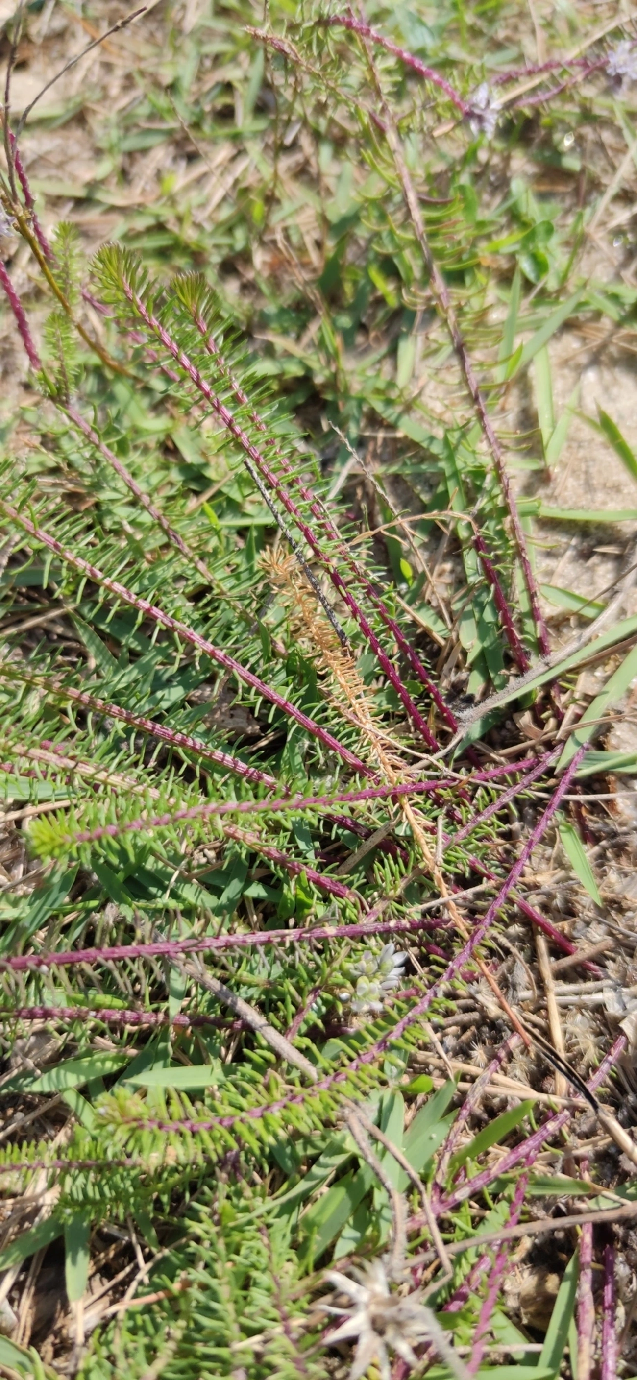 Lychnophora, plantas, fotografado em Indaiá, Caraguatatuba