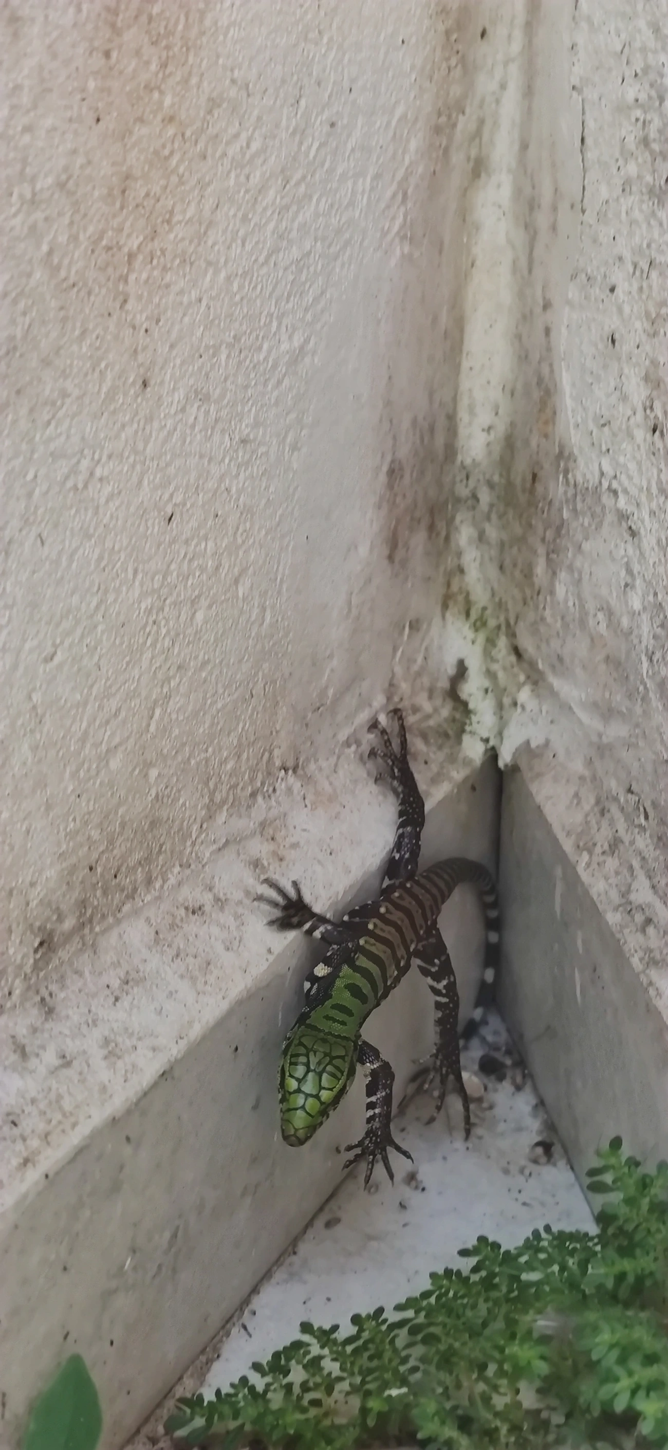 Teiú (Salvator merianae), répteis, fotografado em Maresias, São Sebastião