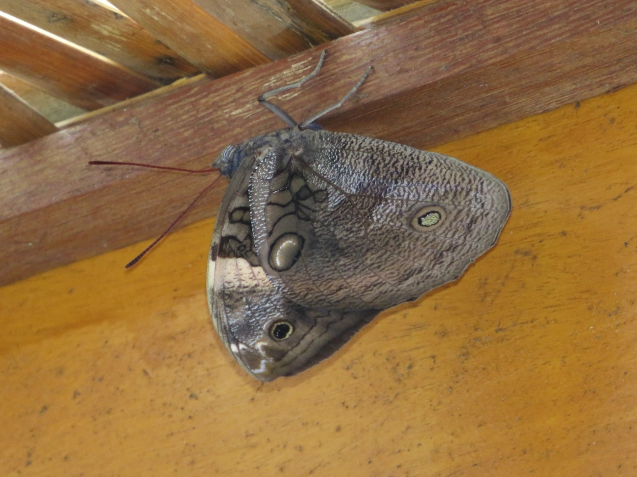 Opsiphanes, insetos, fotografado em Maresias, São Sebastião
