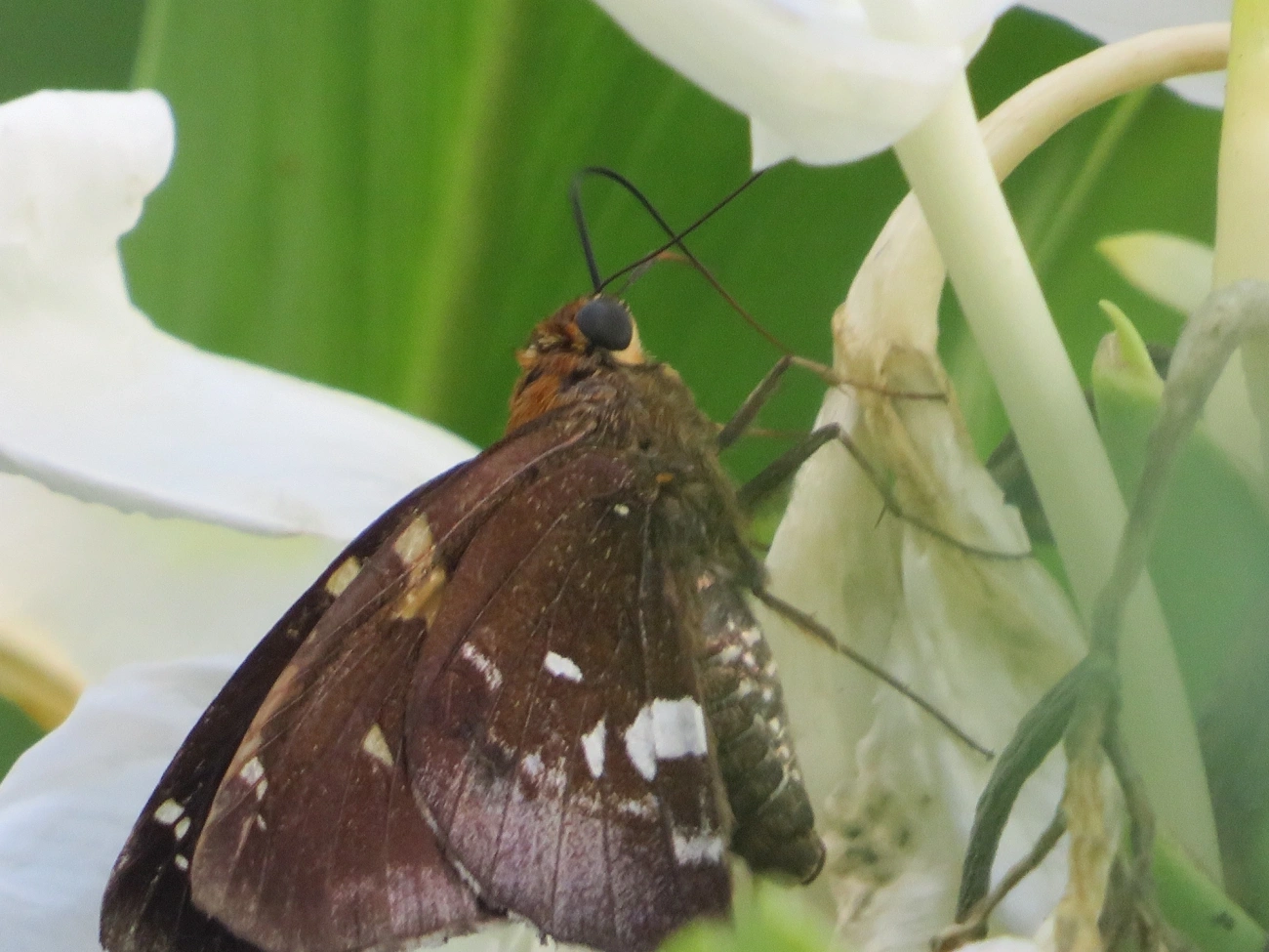 Epargyreus, insetos, fotografado em Maresias, São Sebastião