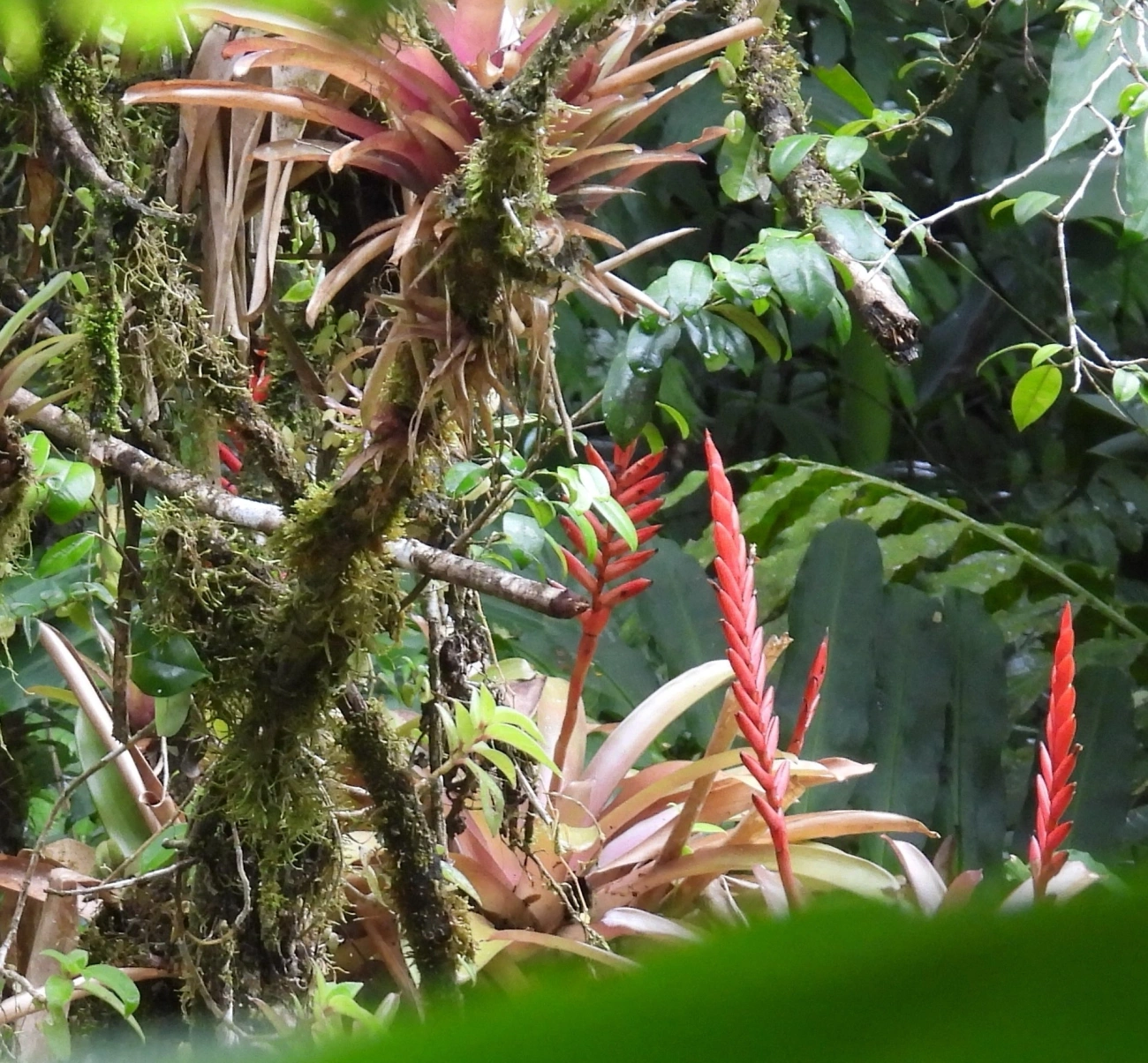 Gravatinha (Vriesea ensiformis), plantas, fotografado em Boiçucanga, São Sebastião